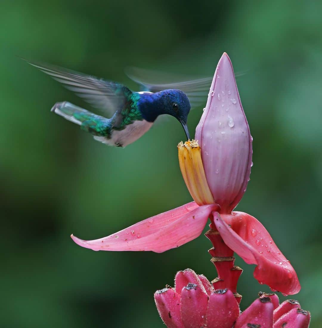 Discoveryさんのインスタグラム写真 - (DiscoveryInstagram)「Sugary sweet! 🌸  A white-necked jacobin dines on flower nectar in Costa Rica.  #ColorInNature #Hummingbird」9月2日 9時51分 - discovery