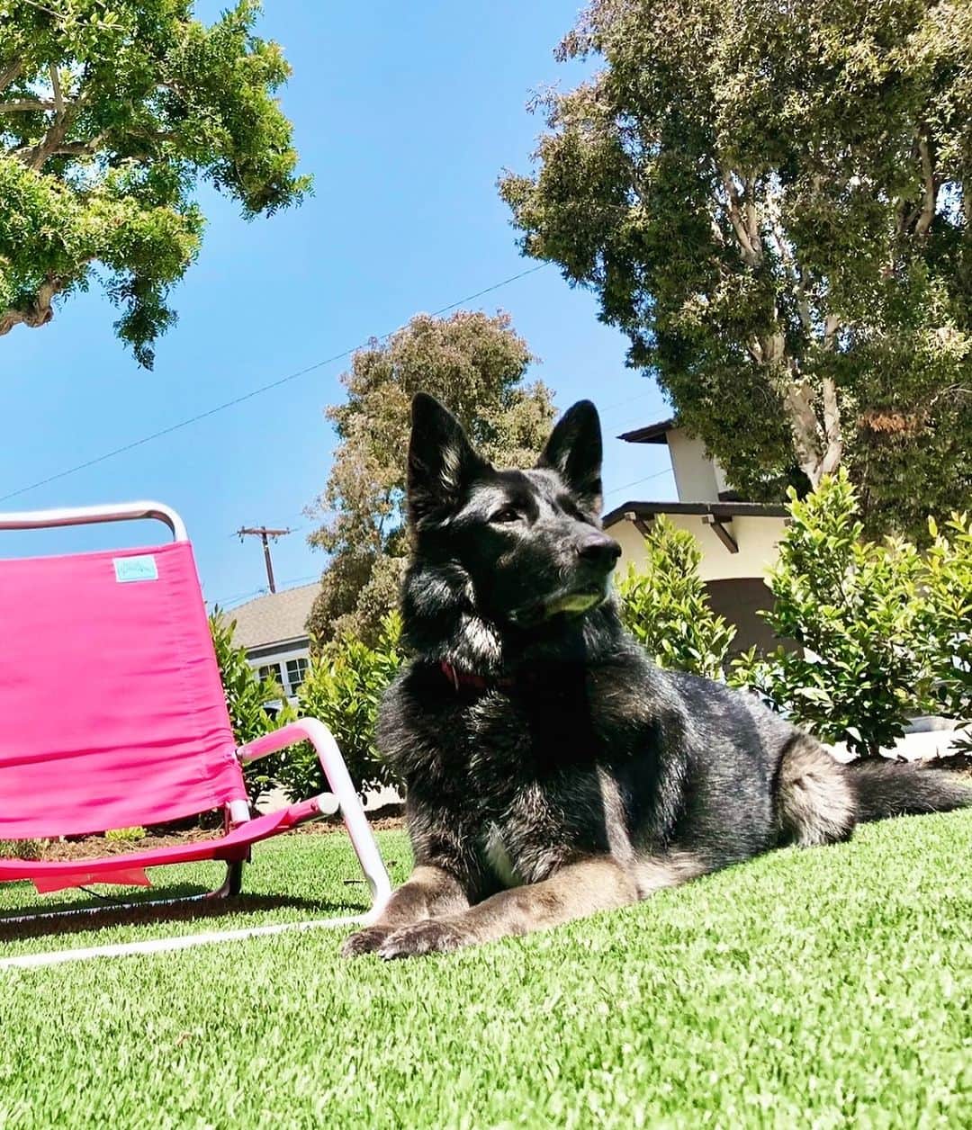 ボリス・コジョーのインスタグラム：「Happy birthday Big Max.  #BlackGerman ❤️🐕‍🦺🐾9️⃣🦴🎂🎊」