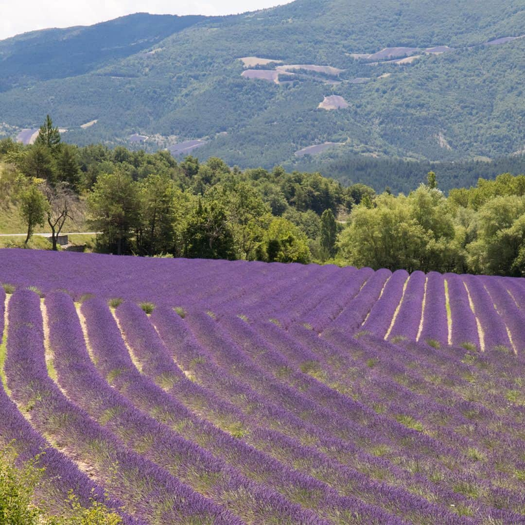 モルトンブラウンのインスタグラム：「📍 Provence, France: where we've sustainably sourced herbaceous lavandin - this purple powerhouse is a potent type of lavender you'll find in our new Wild Mint & Lavandin fragrance.」