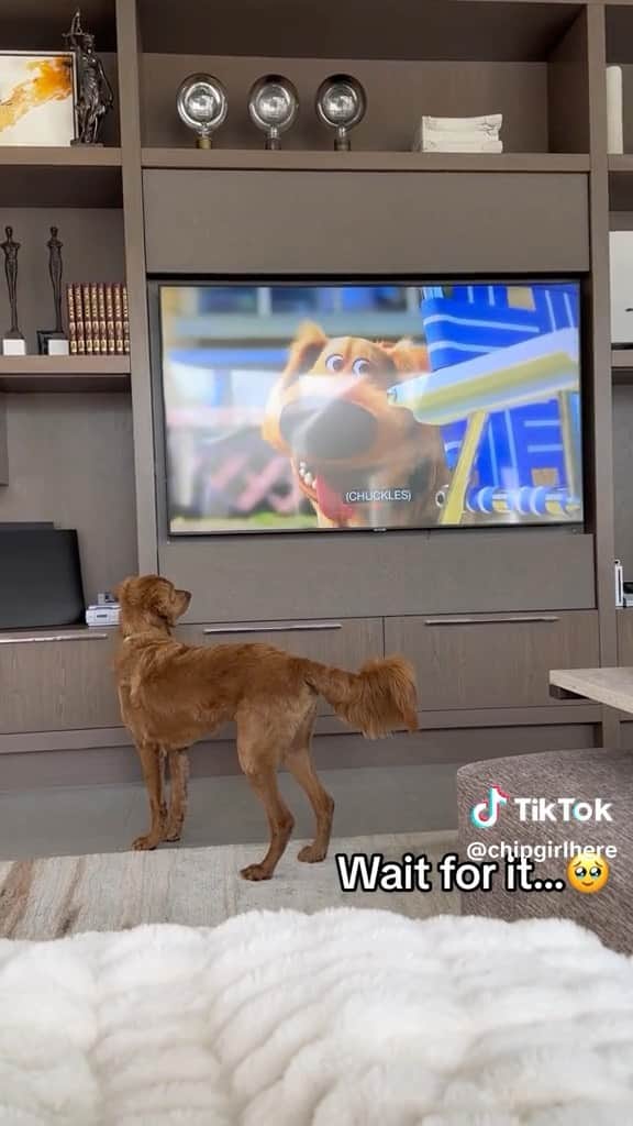 Disney Pixarのインスタグラム：「BRB gonna spend today watching videos of dogs watching #DugDays 🥹🐶 | 📹: @chipgirlhere #pixar #pixarup #dug #dogsoftiktok #puppy #puppylove」