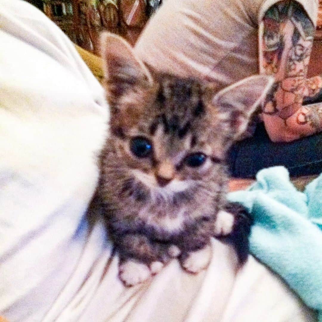 のインスタグラム：「Sometimes all you need is a baby bub pic.   #lillilbub #babybub #lilbub」