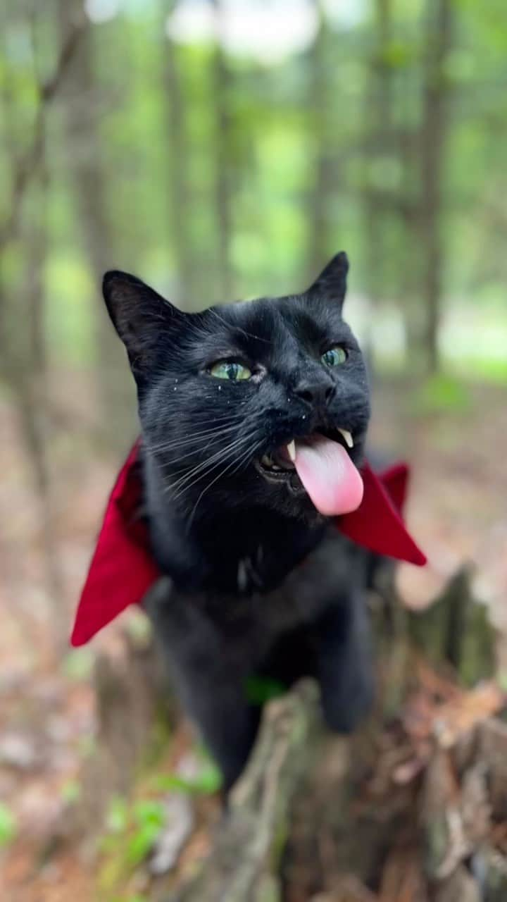 セルジオのインスタグラム：「THE COUNTDOWN BEGINS!!! ⏳ One month until MONKTOBER and exactly 60 days until HALLOWEEN…. WHO’S READY??  ————————— Happy September freaks and mortals!! 🧛🏿‍♂️ ————————— #helloseptember #almostfall #halloweencountdown #monk #vampirecat #batcat #halloweencat #gothcat #blackcatsofinstagram #vampires #teef #catfangs #theyrereal #catsofinstagram #catsofig #catsofinsta #igcats #catreels #reelsinstagram #catreel #spookyseason #itsalmosthere #myfurbaby #catmomlife #rescuecats #catslife #vampirelife」