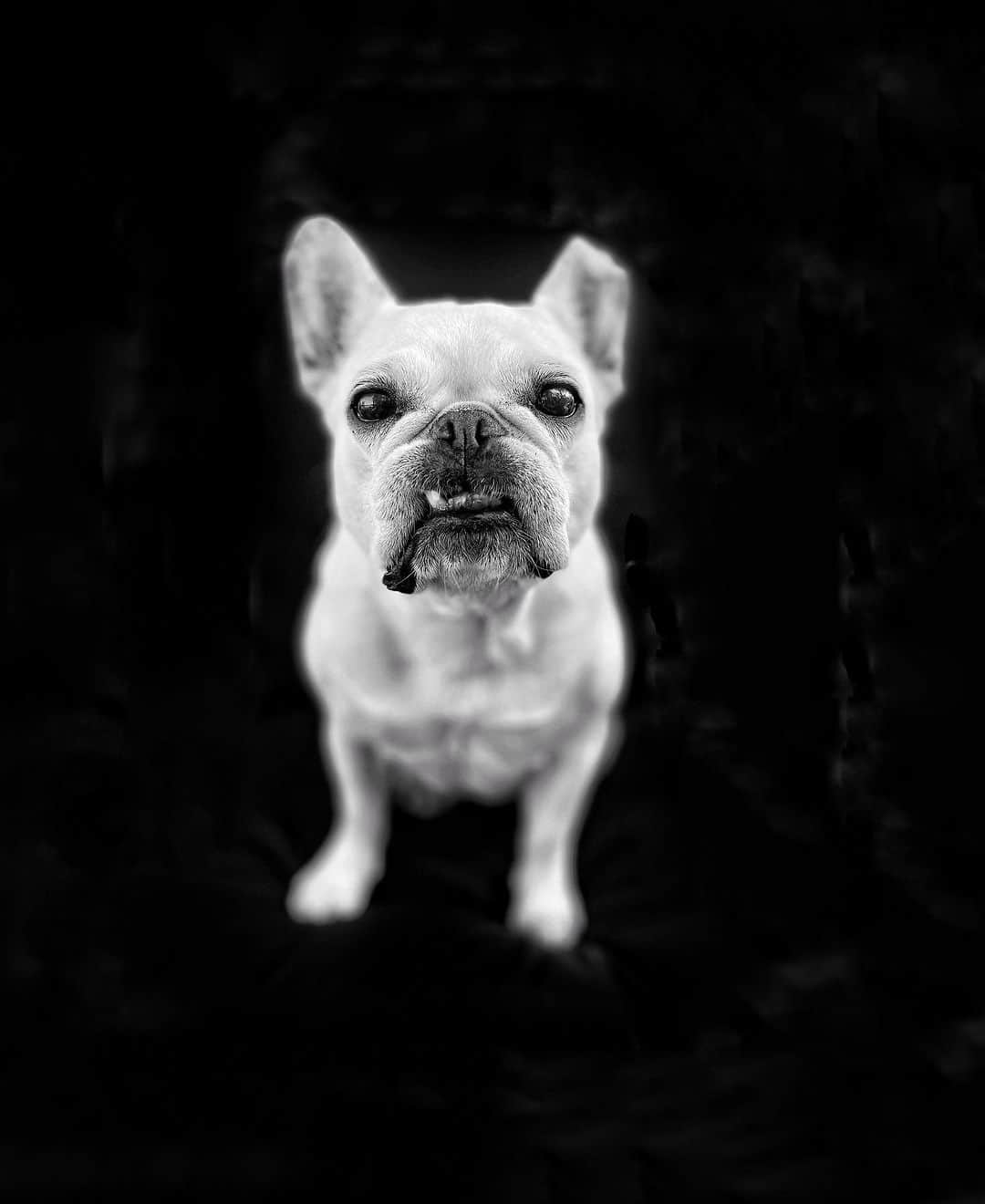 Robert Clarkさんのインスタグラム写真 - (Robert ClarkInstagram)「Penny found time to sit for a portrait. #frenchie #frenchbulldogsofinstagram #frenchbulldog」9月2日 5時25分 - robertclarkphoto