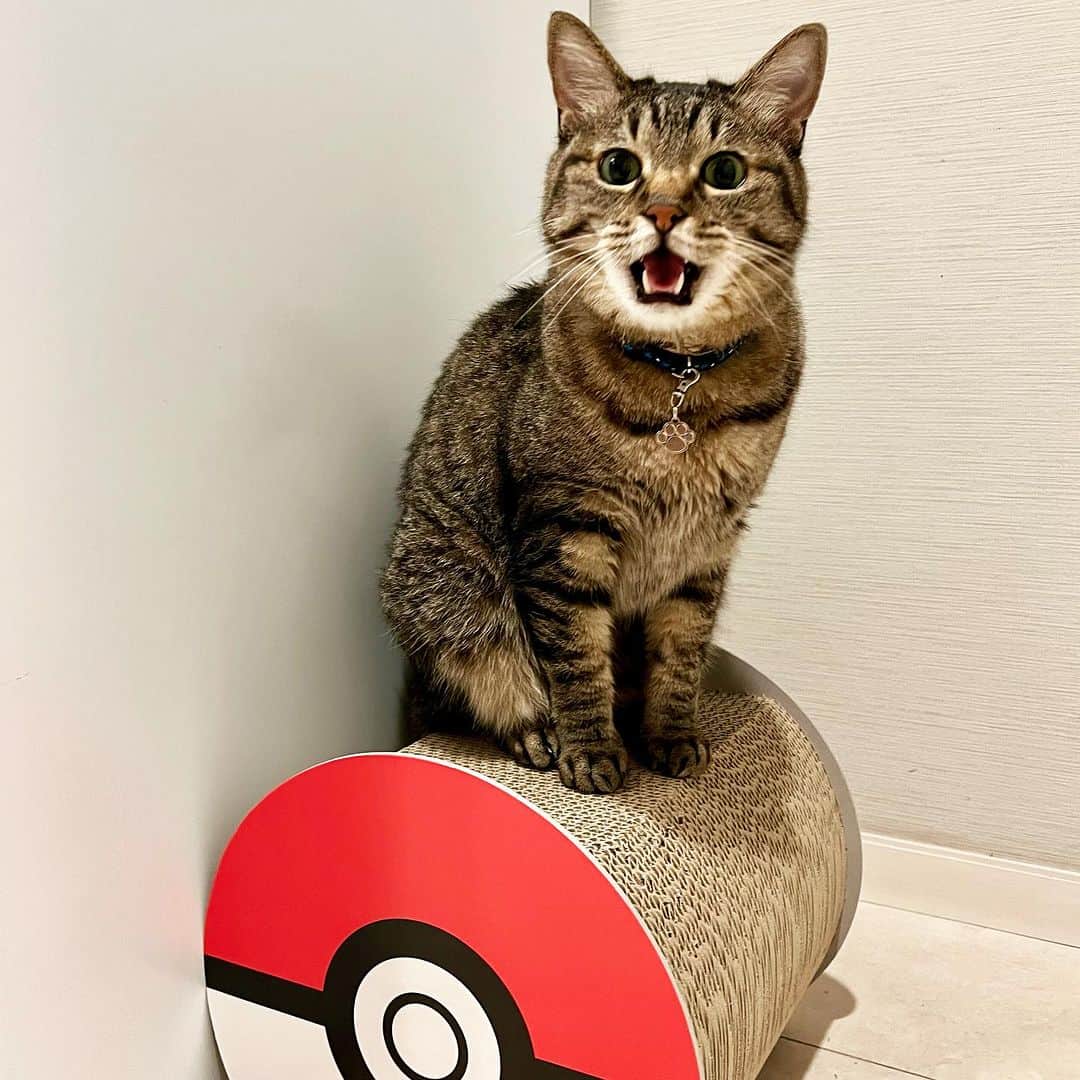 畑亜貴のインスタグラム：「新しい爪とぎに何やら意見がありそう😼  #弊社猫社員」