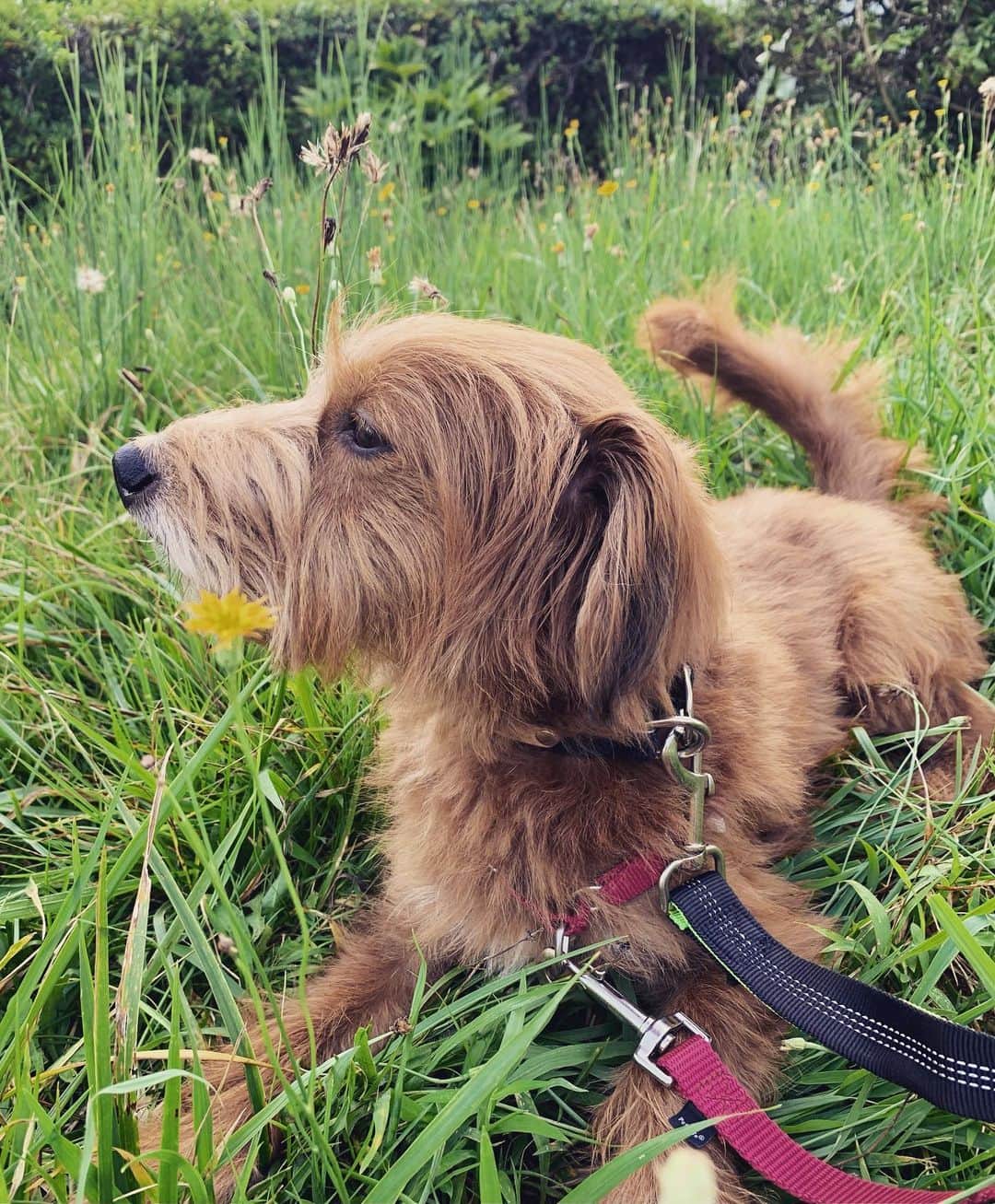 河口恭吾のインスタグラム：「犬と花  6時起床からのモギー散歩  朝は日を追うごとに涼しくなってる感じです。しかし日中はまだ夏。  理由は不明だけど、モギーは以前よりも精神が安定している気がします。　無駄吠え減り、ほぼ吠えのない犬になりました。  配送の方と郵便局員にだけ吠えています。  #保護犬と暮らそう  #保護犬との暮らし  #保護犬と暮らす  #保護犬という選択を  #カフェツアー #カフェツアーモンベル　#モンベル大好き　#モンベルアロハ最高　#モンベルウィックロン」