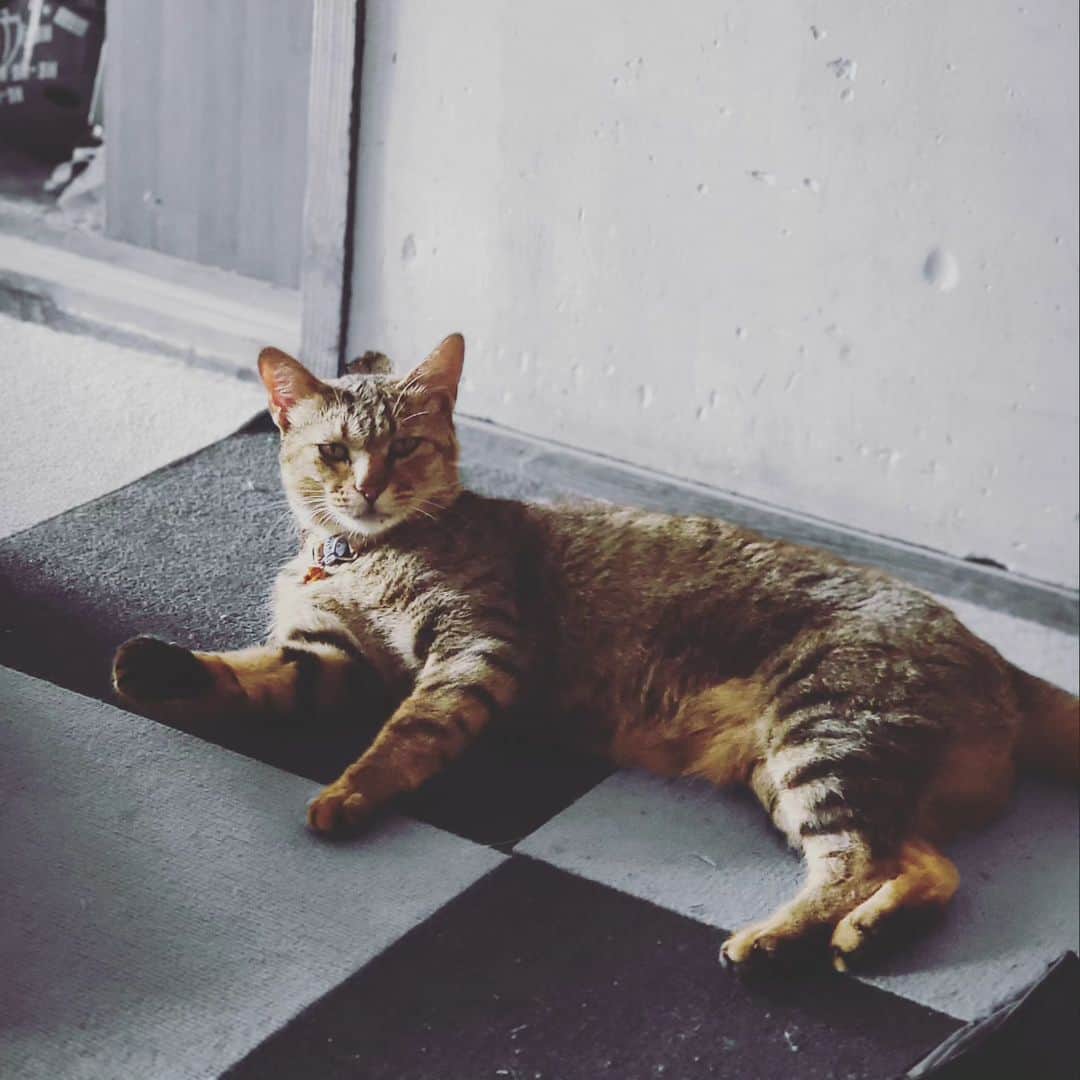 神長汐音さんのインスタグラム写真 - (神長汐音Instagram)「#猫⁡ #チョコ ⁡ #ねこのいる生活⁡ ⁡ #ねこ⁡ ⁡ #ペット⁡ ⁡」9月2日 7時42分 - shione.kaminaga
