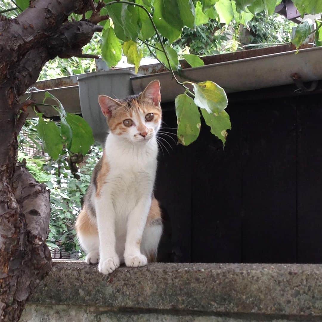 山田稔明さんのインスタグラム写真 - (山田稔明Instagram)「9年前の今日、2014年9月2日のお昼に野良の仔猫が突然我が家の庭に。その年の6月に亡くなった先代猫ポチと同じ縞三毛のきれいなコ。1週間かけて手懐けて、その猫は山田ポチ実になりました。今日は最初のチミ記念日。あれから毎日ありがとう、チミちゃん。 #ポチ実 #山田ポチ似」9月2日 7時51分 - toshiakiyamada