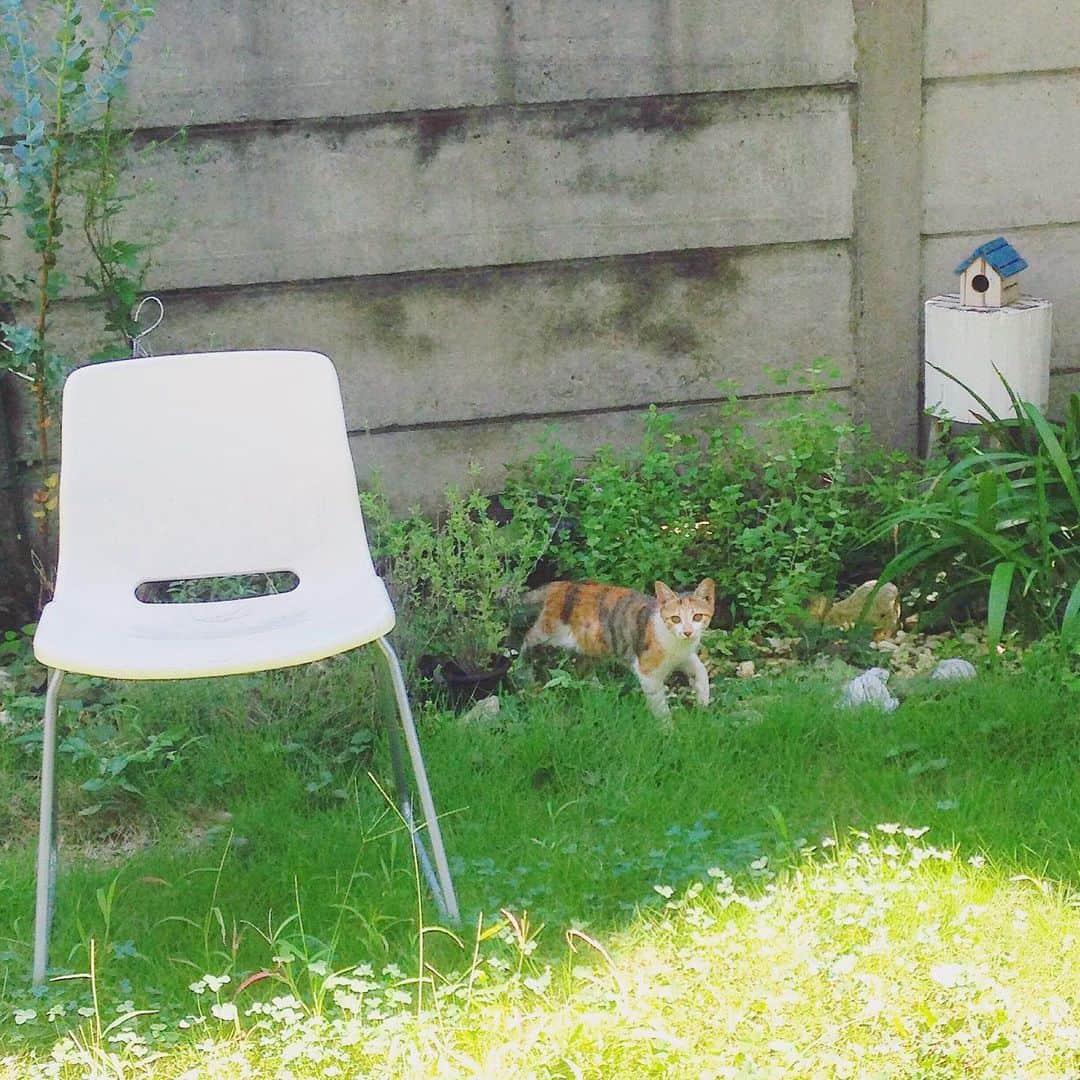 山田稔明さんのインスタグラム写真 - (山田稔明Instagram)「9年前の今日、2014年9月2日のお昼に野良の仔猫が突然我が家の庭に。その年の6月に亡くなった先代猫ポチと同じ縞三毛のきれいなコ。1週間かけて手懐けて、その猫は山田ポチ実になりました。今日は最初のチミ記念日。あれから毎日ありがとう、チミちゃん。 #ポチ実 #山田ポチ似」9月2日 7時51分 - toshiakiyamada