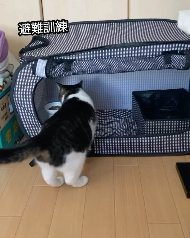 猫壱（ねこいち•ネコイチ）のインスタグラム