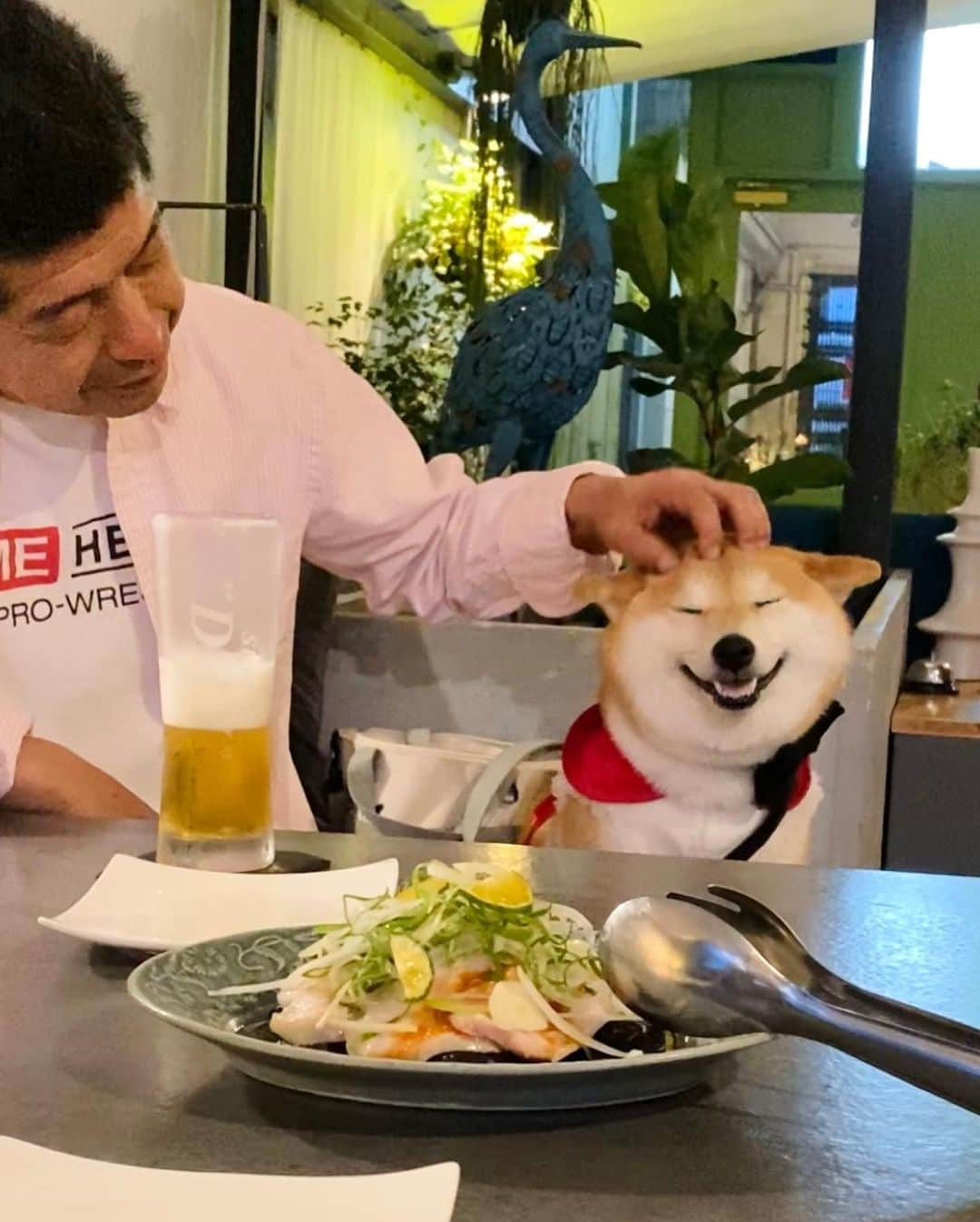 柴犬小雨さんのインスタグラム写真 - (柴犬小雨Instagram)「・ どうしても一緒に写りたいパパと カメラ目線を外さない小雨さん ・ ・ ・ 昨夜は〝千舟食堂飴市場” @shokudo_ameichi のテラスビアガーデンへ行ってきたよ🍻  どれも美味しくて大満足😋 お腹いっぱいになりました🩷 スタッフさんとも沢山お話出来て楽しかったなー🎵 こさめは可愛いお姉さんに抱っこしてもらって嬉しそうだったよ🤭  夜にわんこと行けるお店は貴重✨ 良い気分転換になりました☺︎ ごちそうさまでした🙏 ・ ・ ・ #愛媛グルメ #松山グルメ #松山カフェ#shiba_snap #shibamania #petstagram #dog  #shibadog #petstagram #pet #shiba #shibainu #shibaaaaainu #shibastagram #pecoいぬ部 #dogstagram #子犬#狗 #犬のいる暮らし #こいぬ #豆柴#まめしば#しばいぬ #9gag #しばけん #ペット#小狗#柴犬#犬#柴犬小雨#シバイヌ」9月2日 8時26分 - fuji_jun1205