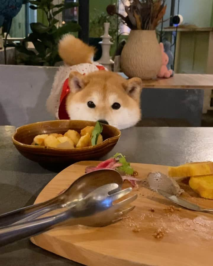 柴犬小雨のインスタグラム