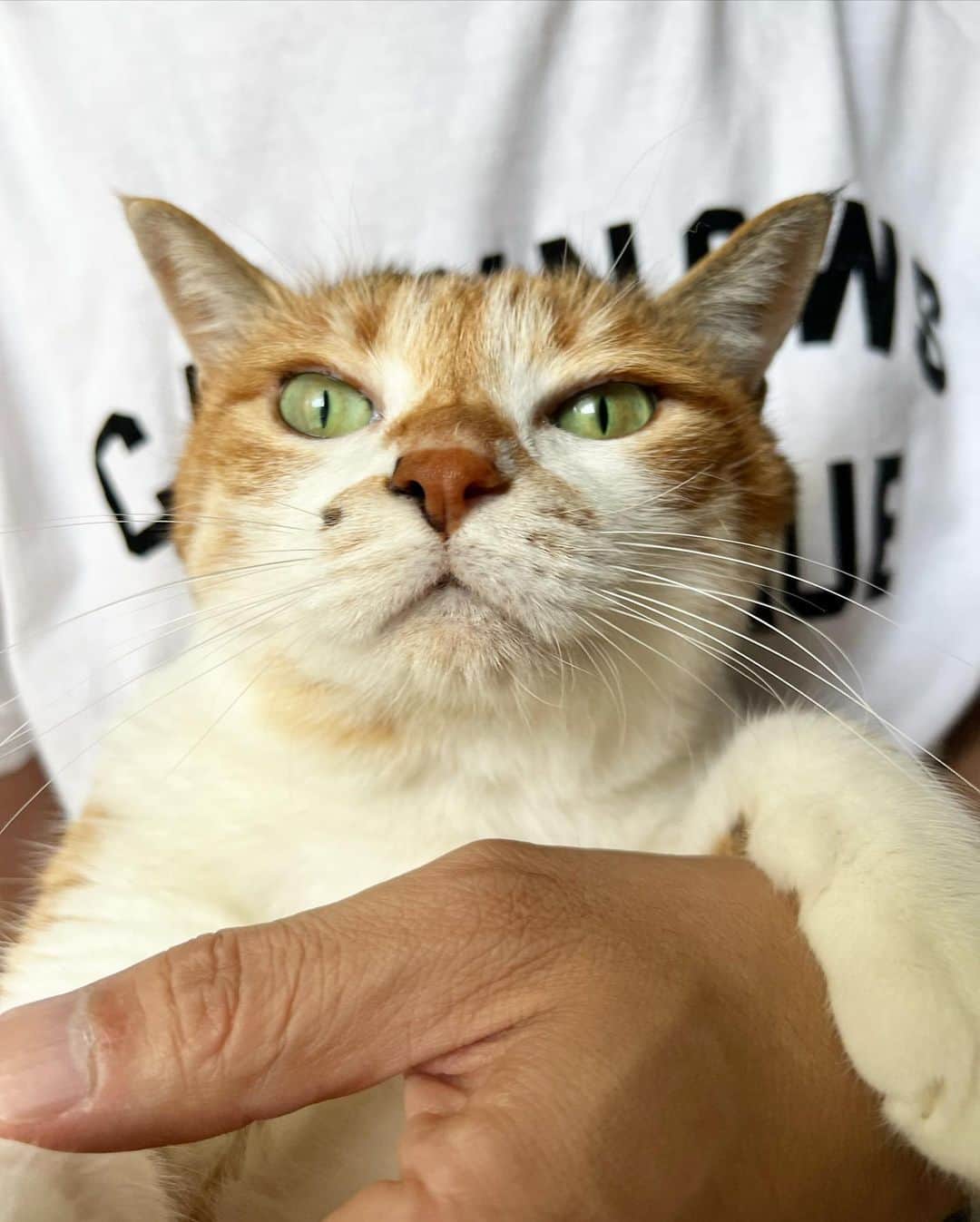 山田稔明さんのインスタグラム写真 - (山田稔明Instagram)「おはよ。今晩のツイキャス配信はチミちゃんアニバーサリーもお祝いします。ぜひお付き合いくださいな。 #ポチ実 #三毛猫 #チミとTシャツと私」9月2日 8時44分 - toshiakiyamada
