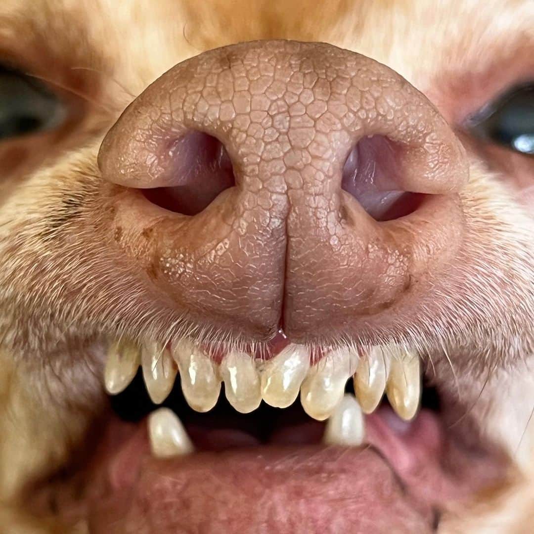 Tuna {breed:chiweenie} のインスタグラム：「Hi friends 👋 Tuna misses you all and thought that you may miss his face, so here is an aggressive close up of it. You have full permission to kiss your screen if you want. It’s not werid. I promise. Happy Friday」