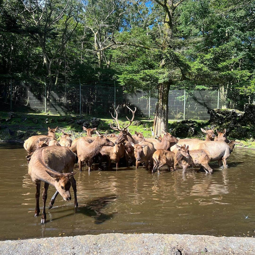 野本愛さんのインスタグラム写真 - (野本愛Instagram)「家族旅行で @fuji_safari 行ったよ🥰  動物が大好きだから ずっと見たかった リラックスしたカンガルー🦘見れたり カピバラ触れたり 可愛いわんちゃんも抱っこできて 本当に癒されたし 楽しかった🥰🥰🥰  服は @goinluck.jpの Tシャツワンピだよ😃  楽ちんだった❣️  🔍商品番号：DREHX6973SPS  🌟goinluckクーポンコード（20% off）：himemode　 　締め切り：９月２５日  🚚発送・返品・交換は全部無料！  💰最大0円で買えるキャンペーン開催中 　　https://www.goinluck.com/pages/vip-page  #富士サファリパーク #カンガルー #カピバラ #動物園 #静岡観光 #静岡旅行 #御殿場 #家族旅行 #旅遊  #goinluck #カジュアルコーデ #トレンド #夏コーデ #秋コーデ #旅コーデ #夏服 #秋服」9月2日 18時41分 - himemode