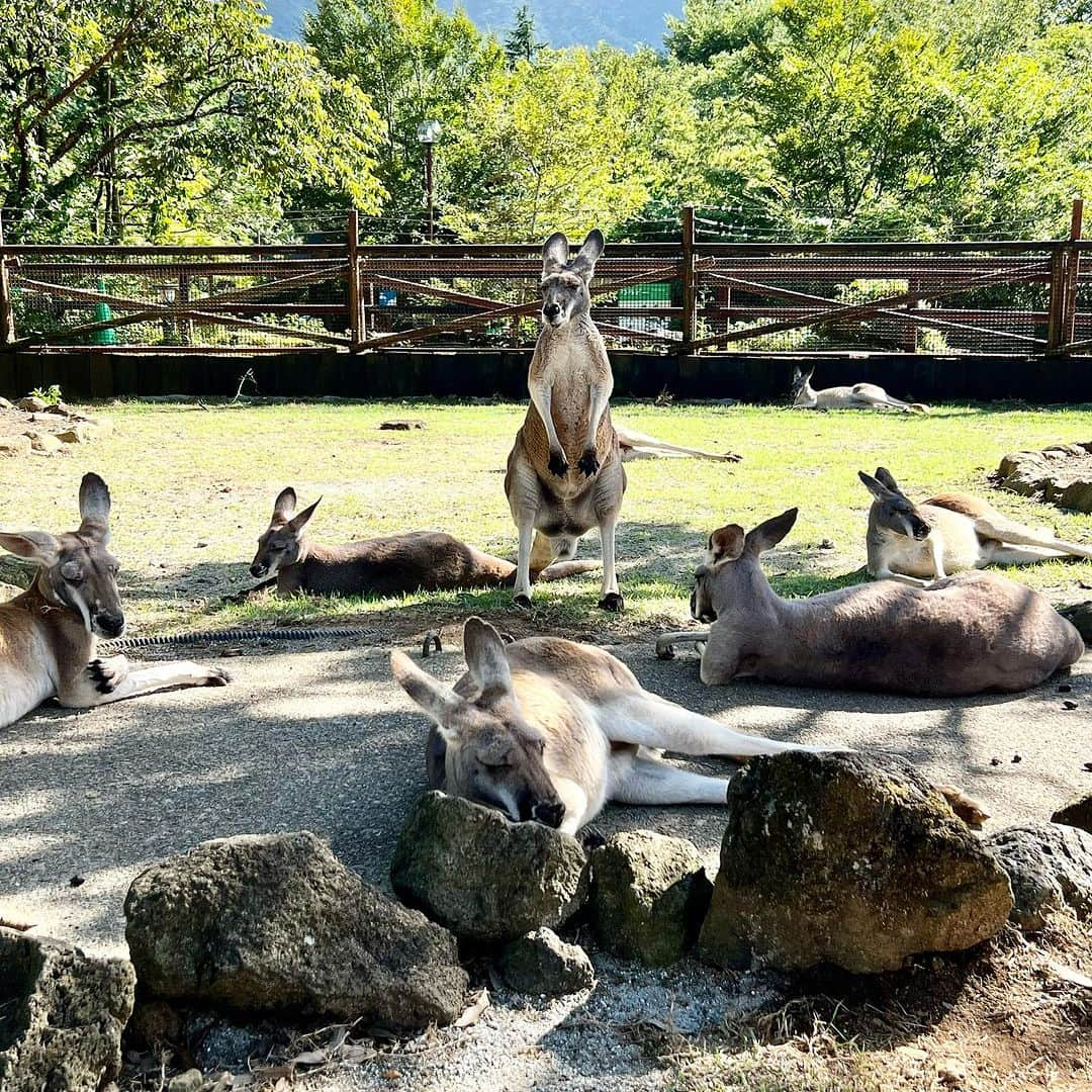 野本愛さんのインスタグラム写真 - (野本愛Instagram)「家族旅行で @fuji_safari 行ったよ🥰  動物が大好きだから ずっと見たかった リラックスしたカンガルー🦘見れたり カピバラ触れたり 可愛いわんちゃんも抱っこできて 本当に癒されたし 楽しかった🥰🥰🥰  服は @goinluck.jpの Tシャツワンピだよ😃  楽ちんだった❣️  🔍商品番号：DREHX6973SPS  🌟goinluckクーポンコード（20% off）：himemode　 　締め切り：９月２５日  🚚発送・返品・交換は全部無料！  💰最大0円で買えるキャンペーン開催中 　　https://www.goinluck.com/pages/vip-page  #富士サファリパーク #カンガルー #カピバラ #動物園 #静岡観光 #静岡旅行 #御殿場 #家族旅行 #旅遊  #goinluck #カジュアルコーデ #トレンド #夏コーデ #秋コーデ #旅コーデ #夏服 #秋服」9月2日 18時41分 - himemode