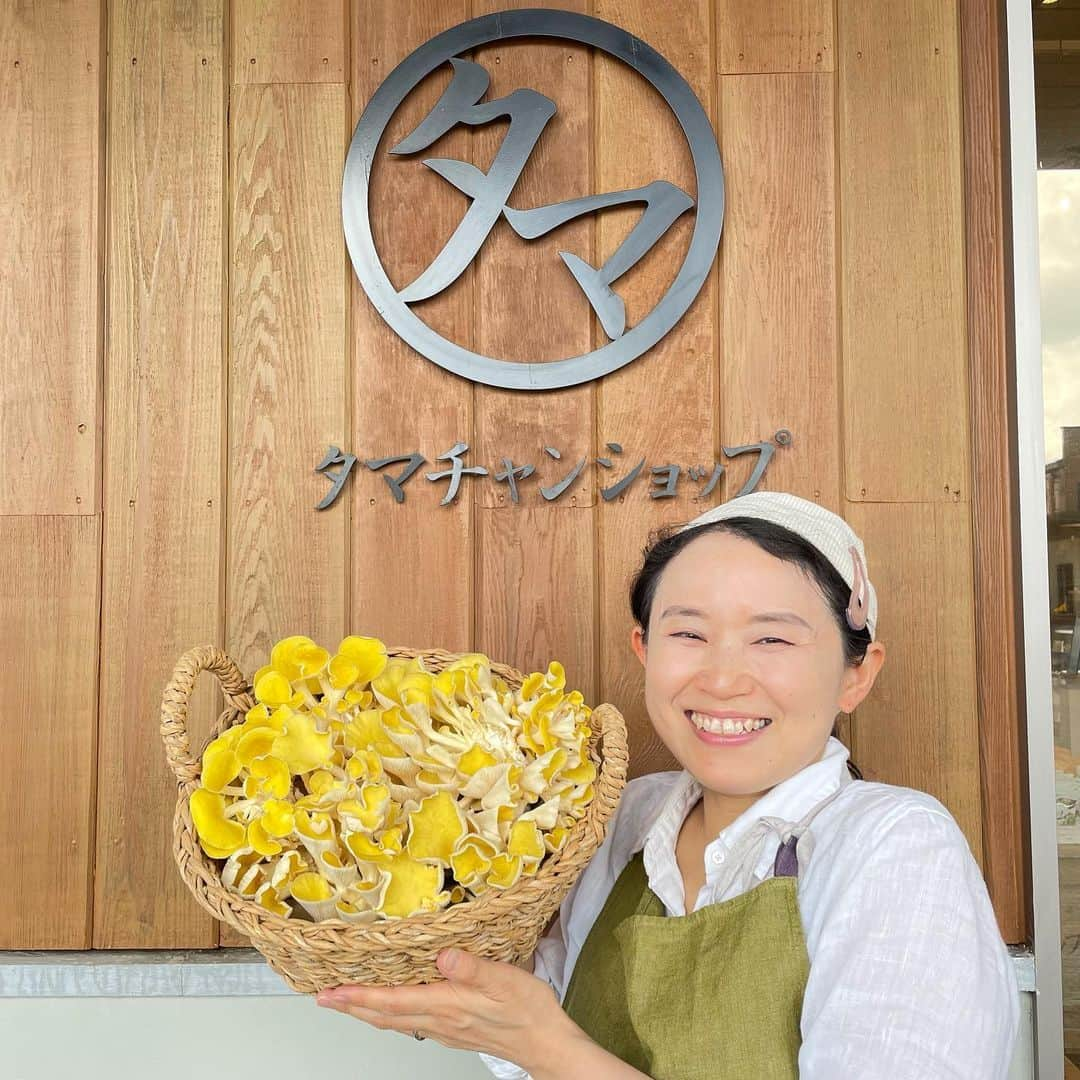 タマチャンショップ都城本店のインスタグラム：「タマチャンファームで初栽培！ 近年人気のゴールデンシメジ『たもぎ茸』 のご紹介📣  タマチャンファームで貴重な高級きのこでとにかくクリーミーでフグの白子のような味わい😋  ダシの王様の異名を持ち初夏にその姿を表す幻のキノコ🍄 お吸い物や天ぷら🍤などにオススメです！  タマチャンショップの野菜売り場で販売中  ぜひこの感動体験をお自宅でしてみませんか？？  タマチャンショップ都城本店でお待ちしております😊  ___________________________________  お問い合わせはこちらから↓↓ タマチャンショップ都城本店 宮崎県都城市平江町47-10 営業時間　10:00〜18:30 TEL  080-9281-6554 . . ___________________________________ #タマチャンショップ #タマチャンショップ都城本店 #都城カフェ #宮崎カフェ #幻のキノコ #ゴールデンシメジ #たもぎたけ #近年人気」