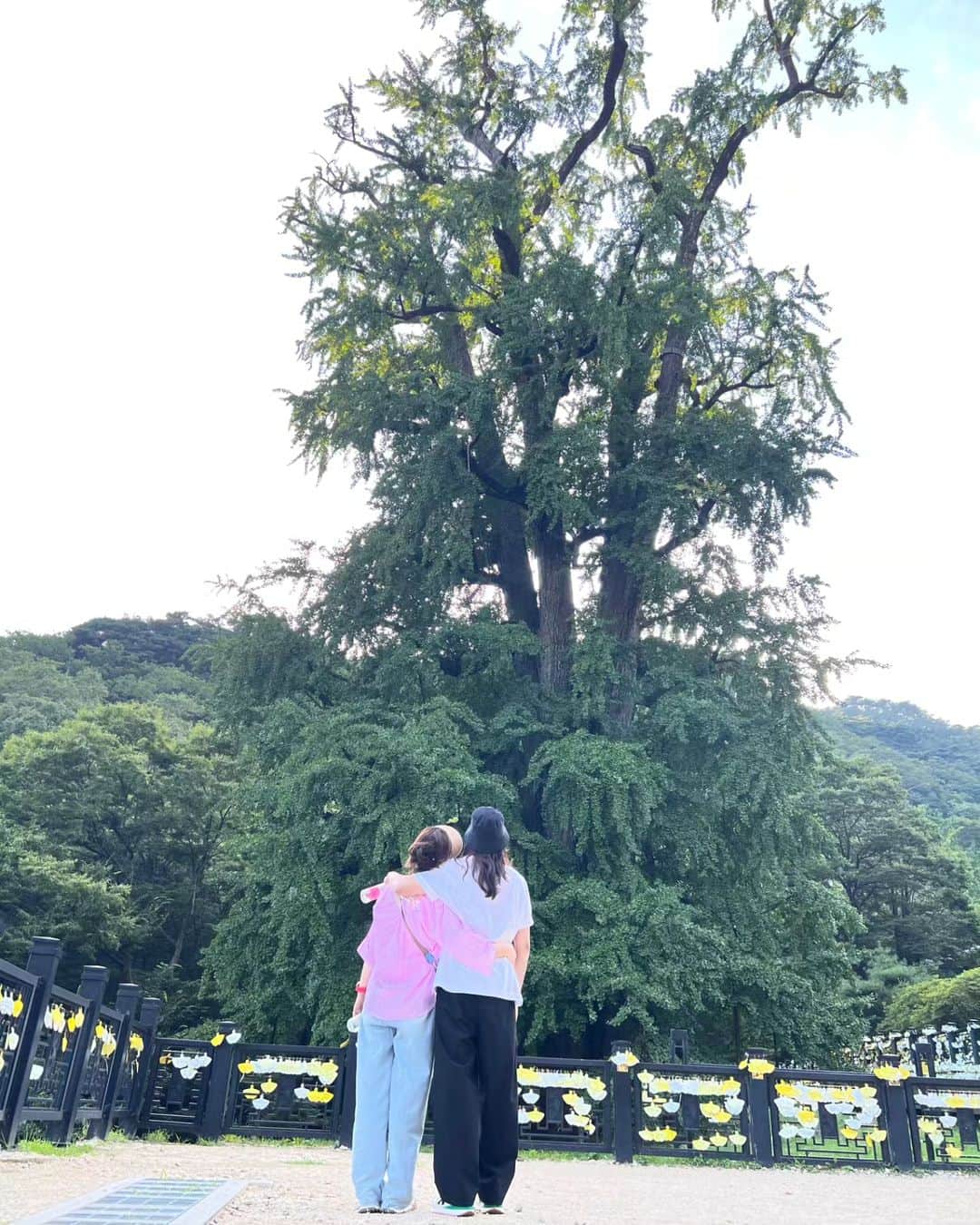 イ・スンヨンのインスタグラム：「앞으로 보나  뒤로보나 옆으로보나  내가 더 많이 기대고 내가 더 많이 좋아하나봐 젠장  넘 좋다 ㅎㅎㅎ   이모습 그대로 사이좋게 친구같은부부로   물소리 들으며 함께 바라보며   내가  더 많이 사랑하며   그렇게 사십시다 🙏🙏🙏  #용문산용문사 #1500년된은행나무 #우린또무엇이었을까 #아름다운시간들💎」