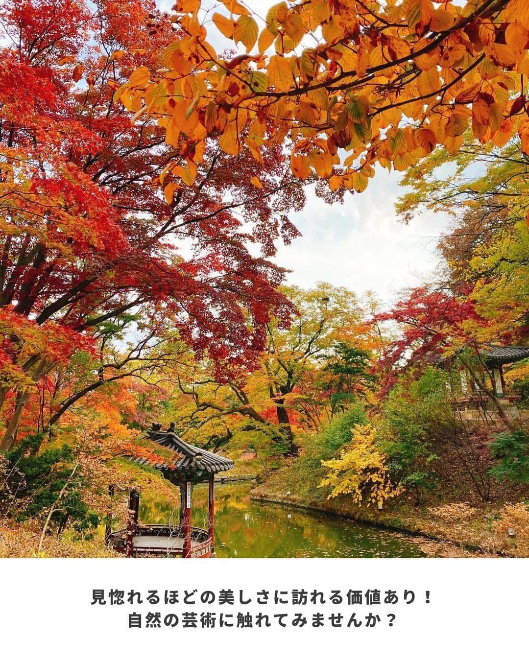 アシアナ航空日本地域公式アカウントさんのインスタグラム写真 - (アシアナ航空日本地域公式アカウントInstagram)「秋の紅葉が素敵な昌徳宮  ┈┈┈┈┈┈┈┈┈┈ 秋の紅葉にオススメの昌徳宮🍁  特に紅葉の時期は秘苑（後苑）エリアがオススメ！ ガイドツアーで見学することができます。  紅葉の美しさに触れてみませんか？  📸Thanks @rainbonbon  ┈┈┈┈┈┈┈┈┈┈   #アシアナ航空 #アシアナ #ASIANA #asianaair #asianaairline #OZ #Flyasiana #韓国 #korea #韓国旅行 #✈️ #昌徳宮 #チャンドックン #後苑 #秘苑 #紅葉 #韓国紅葉」9月2日 19時00分 - asiana.jp_official