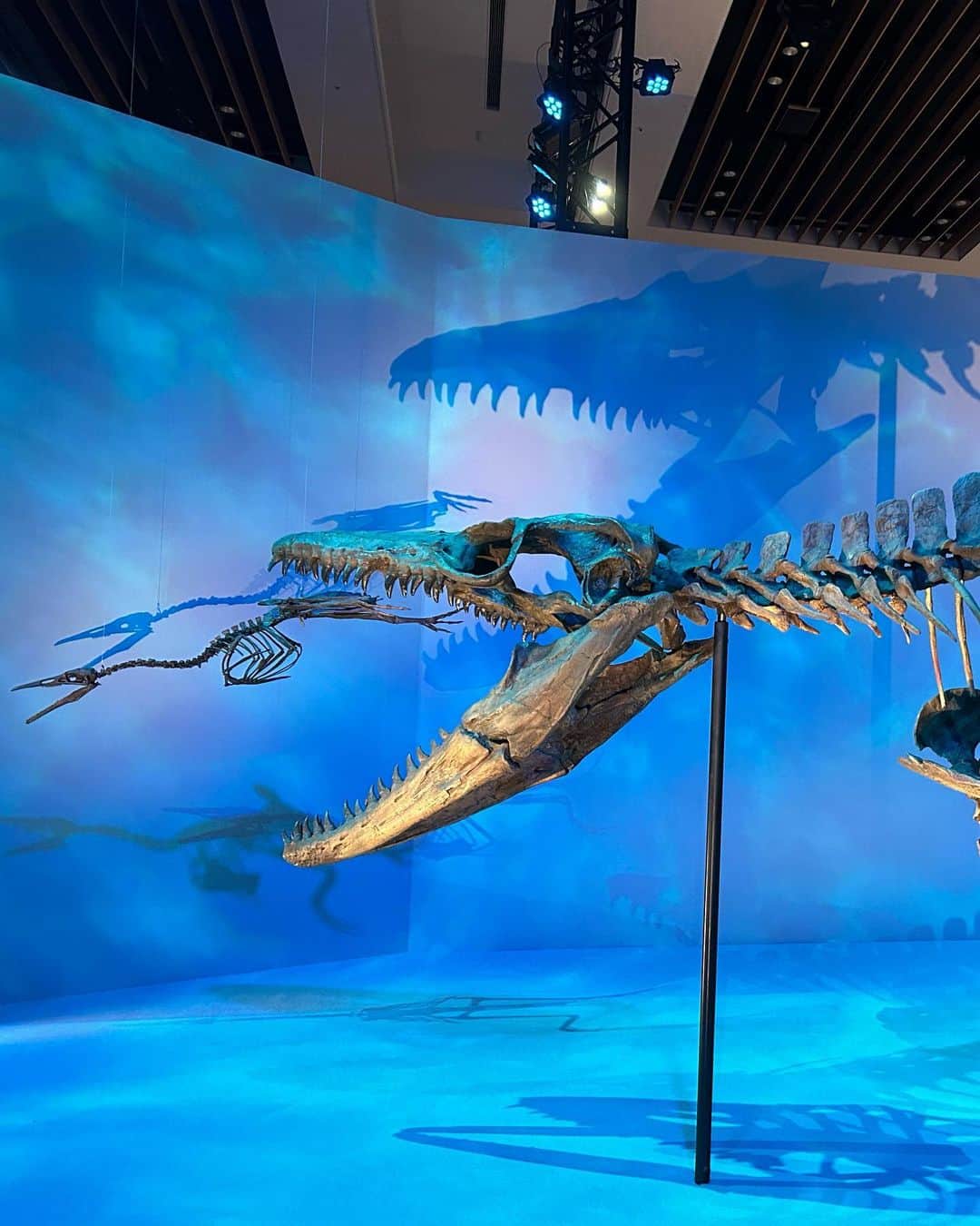 保田圭さんのインスタグラム写真 - (保田圭Instagram)「『恐竜科学博2023』に 恐竜好きな息子と行ってきました💓  音響ガイド聞きながら見る 化石たち 素敵だったなぁ🥰  特にケツァルコアトルス… 圧巻でした✨  あんなに大きいとは‼️  あんなに大きな翼竜が 空を飛んでた世界を想像するだけで ワクワクします💕  子供の頃は恐竜に興味なかったけど 大人になって改めて化石を見ると ロマンを感じるなぁ🥰  あぁ…学生時代 もう少し真面目に勉強するんだった🤣笑  #恐竜科学博2023  #モササウルス見れたのも嬉しかったな」9月2日 19時08分 - keiyasuda1206