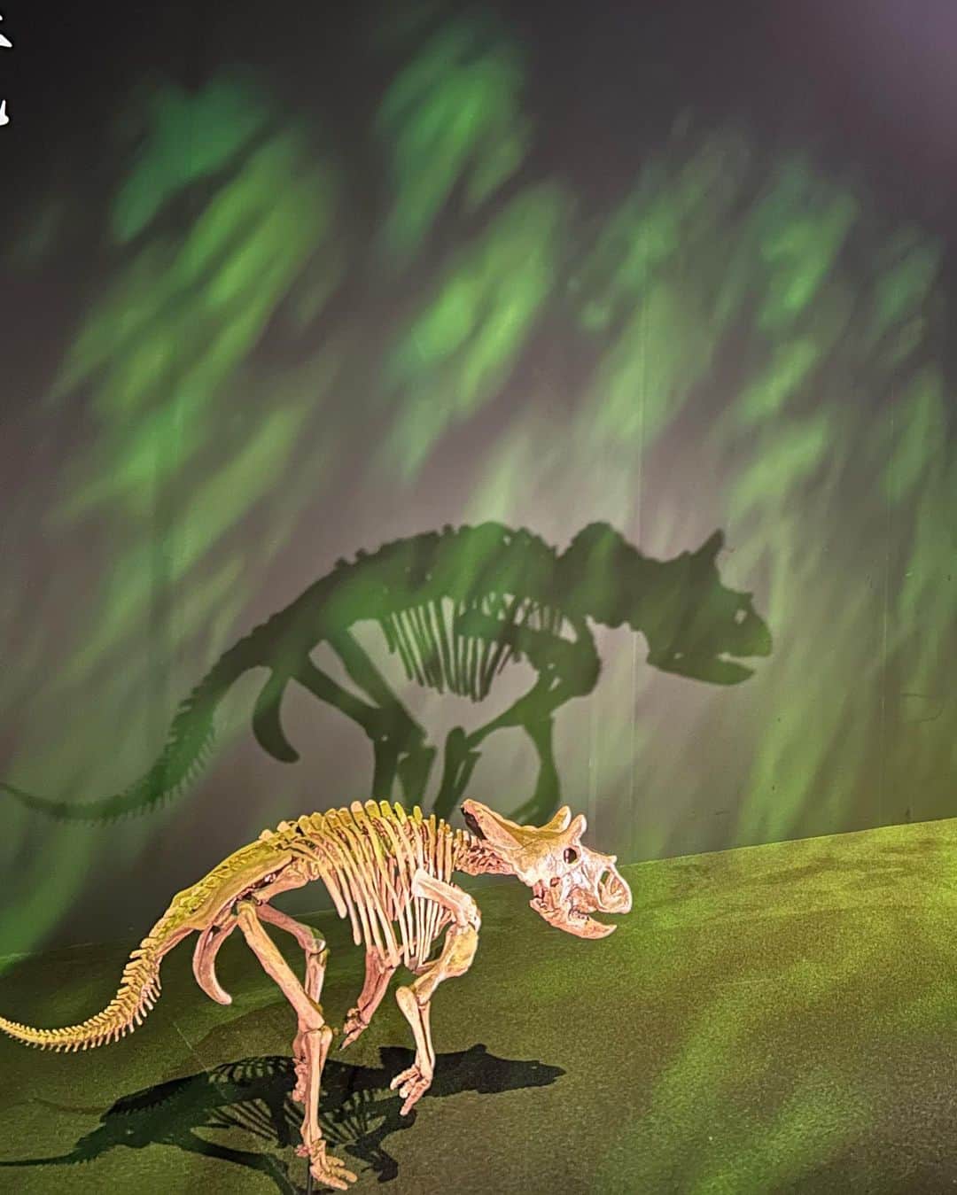 保田圭さんのインスタグラム写真 - (保田圭Instagram)「『恐竜科学博2023』に 恐竜好きな息子と行ってきました💓  音響ガイド聞きながら見る 化石たち 素敵だったなぁ🥰  特にケツァルコアトルス… 圧巻でした✨  あんなに大きいとは‼️  あんなに大きな翼竜が 空を飛んでた世界を想像するだけで ワクワクします💕  子供の頃は恐竜に興味なかったけど 大人になって改めて化石を見ると ロマンを感じるなぁ🥰  あぁ…学生時代 もう少し真面目に勉強するんだった🤣笑  #恐竜科学博2023  #モササウルス見れたのも嬉しかったな」9月2日 19時08分 - keiyasuda1206