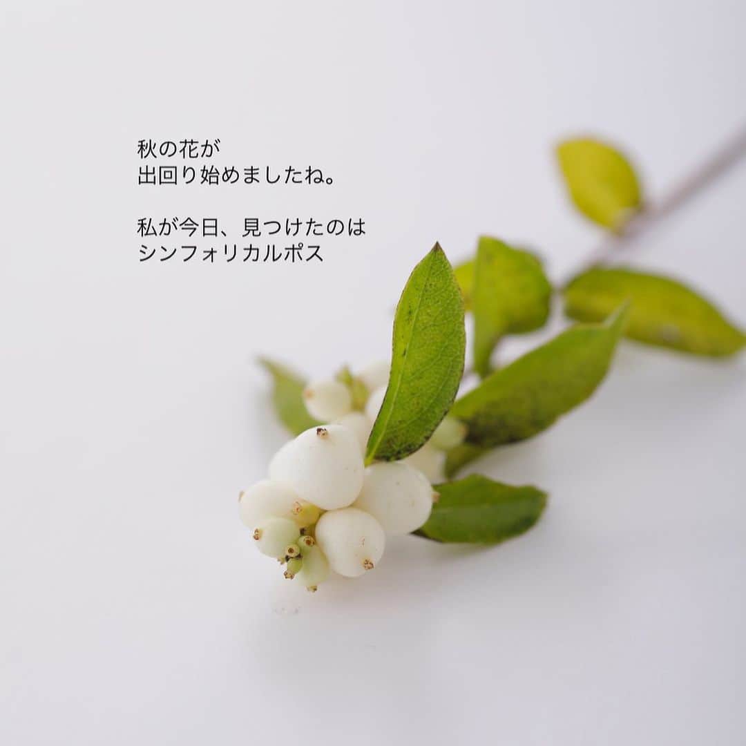雑誌『花時間』さんのインスタグラム写真 - (雑誌『花時間』Instagram)「秋の花が出回り始めていますね。  花時間（@hanajikan_magazine）です。  今日、久しぶりにお花屋さんへ行って、見つけてしまいました！  大好きなシンフォリカルポスちゃん🩷  ぷっくりした白い実が枝先につく、秋の実もの。  ピンクや淡い緑、赤いものも出回りますが、いちばんスタンダードなのは、白い子。  和名は雪晃木（せっこうぼく）。「晃」って、男性の名前でありますよね。  光る、輝くという意味のよう。雪が輝くような白い実をつけるシンフォリカルポス。  実は、いつまでも美白を保てるわけではないので、黄ばんできたら除いてあげましょう。  今月もどうぞよろしくお願いいたします🤲  では、元気smile😊😊😊で素敵な週末をお過ごしくださいね！ byピーターパン  写真　@tanabe32  アレンジ　@country_harvest_ch   【花時間ニュース】 💜『花時間』から、花の定期便がスタートしました🥰　世界でここだけのバラと旬花が届く嬉しいサービスです💕  💜『花時間2023春夏』〈春のピンク！夏のブルー！〉大好評発売中！  💜『花と短歌でめぐる 二十四節気 花のこよみ』大好評発売中  すべて @hanajikan_magazine のプロフィールのリンクから飛べます✈️  『花時間』本誌や書籍は全国の書店、ネット書店でも発売中✨  #花時間 #フラワーアレンジ #シンフォリカルポス #秋の花 #花が好き #花が好きな人と繋がりたい #花を飾る #花を飾る生活 #花屋さんへ行こう」9月2日 19時21分 - hanajikan_magazine