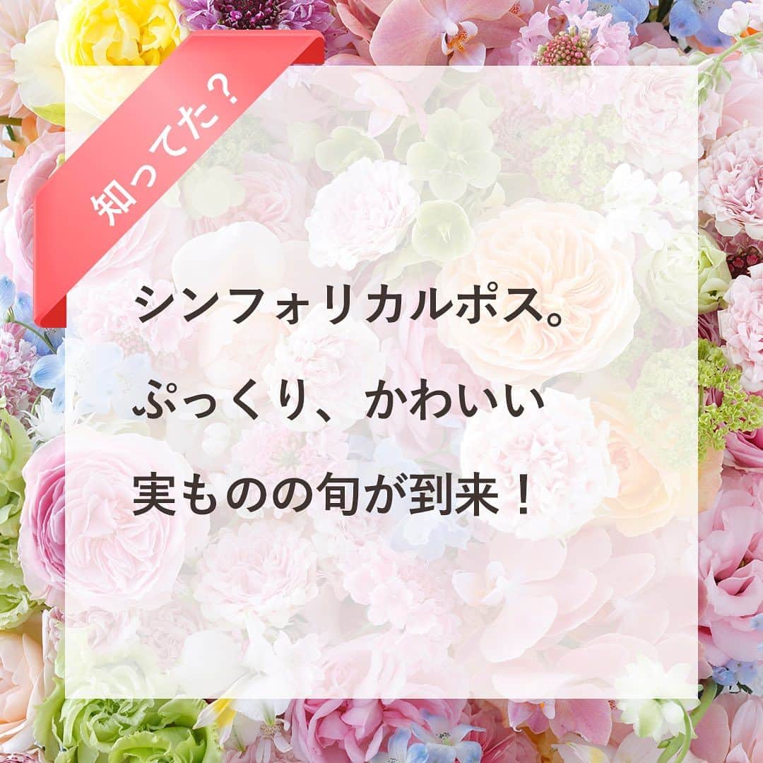 雑誌『花時間』のインスタグラム：「秋の花が出回り始めていますね。  花時間（@hanajikan_magazine）です。  今日、久しぶりにお花屋さんへ行って、見つけてしまいました！  大好きなシンフォリカルポスちゃん🩷  ぷっくりした白い実が枝先につく、秋の実もの。  ピンクや淡い緑、赤いものも出回りますが、いちばんスタンダードなのは、白い子。  和名は雪晃木（せっこうぼく）。「晃」って、男性の名前でありますよね。  光る、輝くという意味のよう。雪が輝くような白い実をつけるシンフォリカルポス。  実は、いつまでも美白を保てるわけではないので、黄ばんできたら除いてあげましょう。  今月もどうぞよろしくお願いいたします🤲  では、元気smile😊😊😊で素敵な週末をお過ごしくださいね！ byピーターパン  写真　@tanabe32  アレンジ　@country_harvest_ch   【花時間ニュース】 💜『花時間』から、花の定期便がスタートしました🥰　世界でここだけのバラと旬花が届く嬉しいサービスです💕  💜『花時間2023春夏』〈春のピンク！夏のブルー！〉大好評発売中！  💜『花と短歌でめぐる 二十四節気 花のこよみ』大好評発売中  すべて @hanajikan_magazine のプロフィールのリンクから飛べます✈️  『花時間』本誌や書籍は全国の書店、ネット書店でも発売中✨  #花時間 #フラワーアレンジ #シンフォリカルポス #秋の花 #花が好き #花が好きな人と繋がりたい #花を飾る #花を飾る生活 #花屋さんへ行こう」