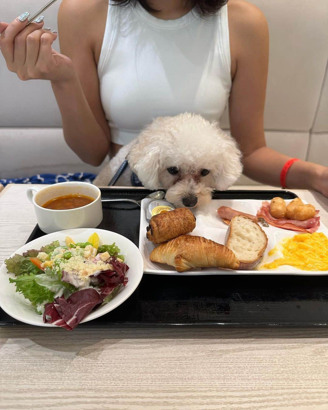 ききまるさんのインスタグラム写真 - (ききまるInstagram)「わんこと朝食ビュッフェ☀️🍽️🐶 . . .  . . ----------------------------  💠インスタ歴10年現在フォロワー45万人 💠猫と犬と東京のど真ん中で暮らす26歳 💠事務所無所属(フリーランス) 💠TikTok & Twitter & Therdsも 💠#旅行　#サウナ　#ダイエット  ㊙️サブスクリクションスタートしました！  →  毎日限定投稿中🙌💗登録よろしくねん  フォロー、保存、コメント嬉しいです✨       (((( 　@kikigram_97 ))))   -----------------------------  #わんことお出かけ #わんこと旅行 #わんこと一緒 #わんことごはん　#わんこと泊まれる宿 #ドギーズアイランド #ドギーズアイランド小谷流 #わんことドライブ」9月2日 19時28分 - kikigram_97