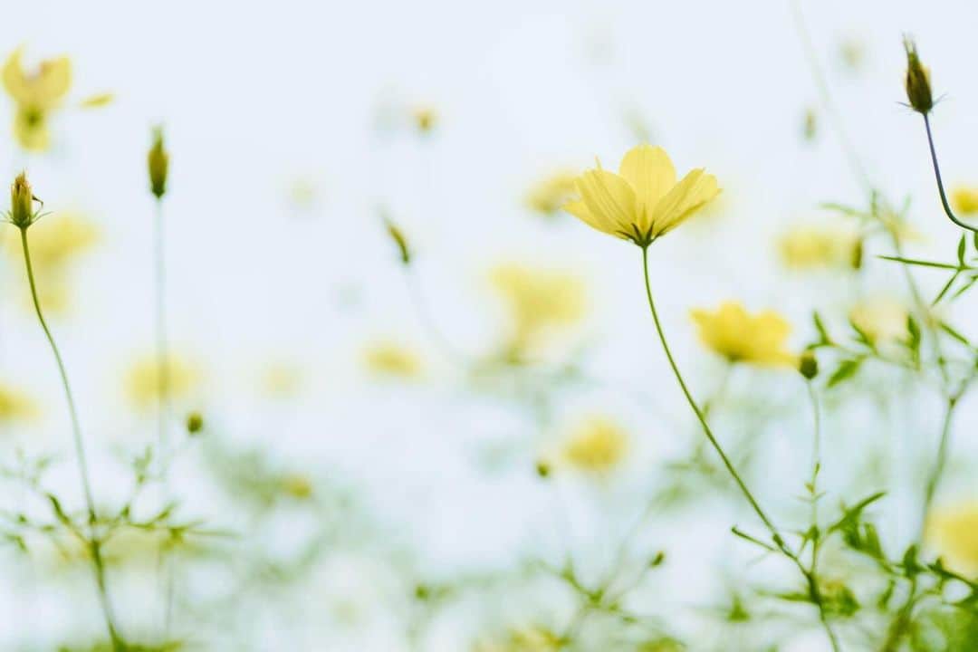 花の写真館のインスタグラム：「Photo by 角幡 悦孝. . Original Post[投稿いただいたURL] https://www.facebook.com/photo.php?fbid=5262030563907385 . 本アカウントは、 #私の花の写真 をつけてInstagramに投稿された皆さまの花の写真や、「花の写真館」Facebookページで投稿された花の写真を紹介します。 「花の写真館」Facebookページは、「 @floral.photograph 」のプロフィールにあるURLからご覧ください。 . ※各種法令、マナー、関係者の指示に従った撮影をお願いします。 *Please ensure that your photography adheres to all relevant laws, etiquette, and instructions issued by authorized persons. ※本アカウントは東京カメラ部がFacebook、Instagramのサービスを利用して運営しているもので、Meta社・Instagramとは一切関係ありません。 . #花の写真館 #floralphotograph #floralphoto #flower #flowers Follow: @floral.photograph」