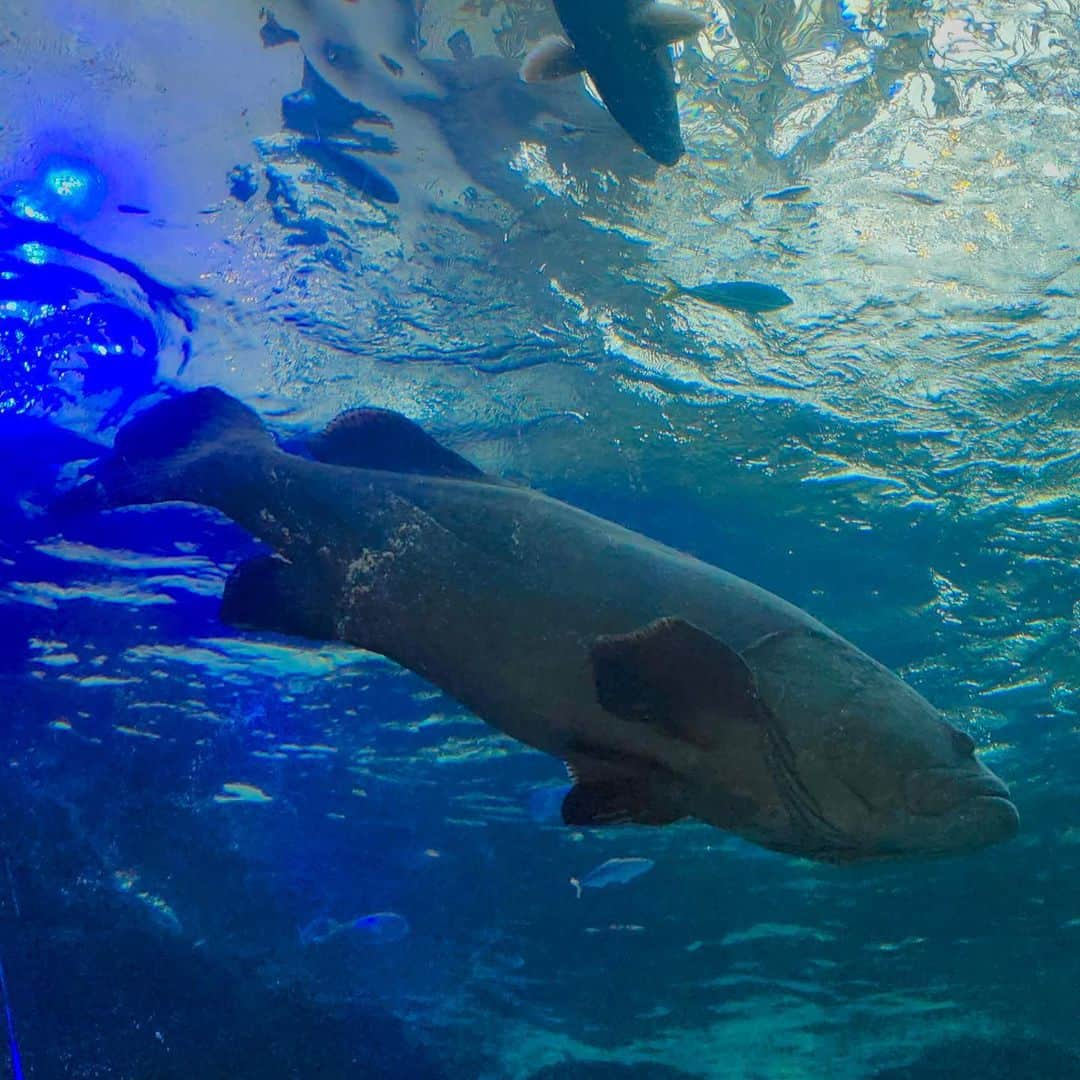 寺坂頼我のインスタグラム：「流れる時間が超ゆっくりだったお魚。 かわいい。  #名古屋港水族館」