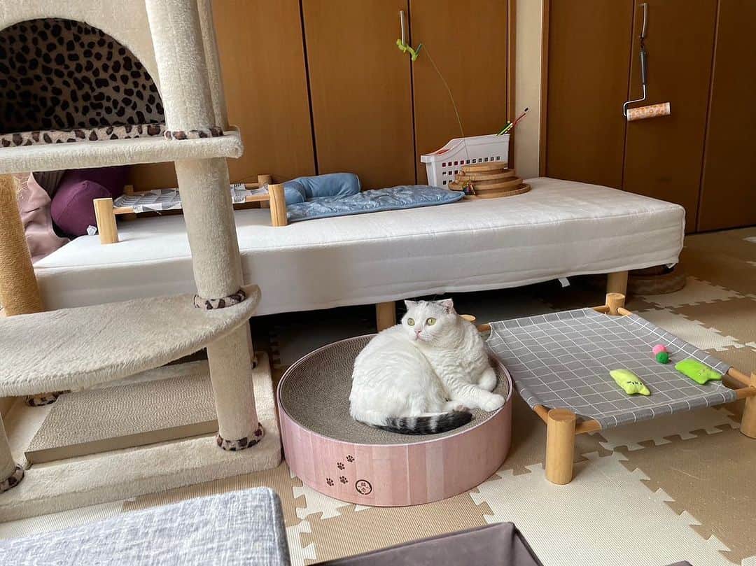 KAORUさんのインスタグラム写真 - (KAORUInstagram)「おはにゃん🤗 #幸来 SP 親友からのおもちゃ、お気に入りのようです🥰  #スコティッシュフォールド  #saku #猫のいる暮らし」9月2日 11時05分 - yukisaku_88