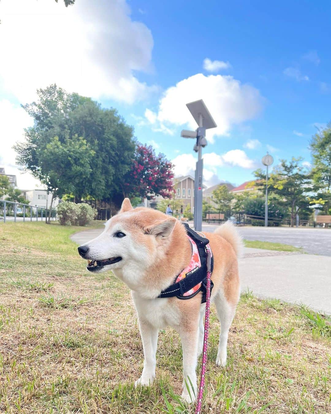 meekooのインスタグラム：「今日の朝さんぽ🌿 いつもの広い公園でゴキゲンさんでした😊🐕 日中はまだ暑いけれど朝晩は少〜しずつ秋に近づいてきたかな🍄 2023.9.2」
