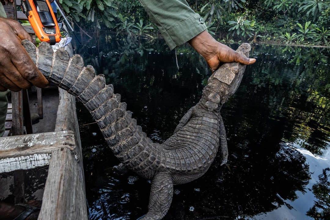 thephotosocietyさんのインスタグラム写真 - (thephotosocietyInstagram)「Photo by @thomas.nicolon // A park ranger releases a dwarf crocodile after it was seized from poachers in Lake Télé Community Reserve, Republic of Congo. Crocodile meat is extremely popular in central Africa, and hunting has a big impact on crocodile populations. However many hunters see this activity as the only way to make ends meet. Shot for @wcs_congo // Follow me @thomas.nicolon for more images from central Africa」9月2日 12時12分 - thephotosociety