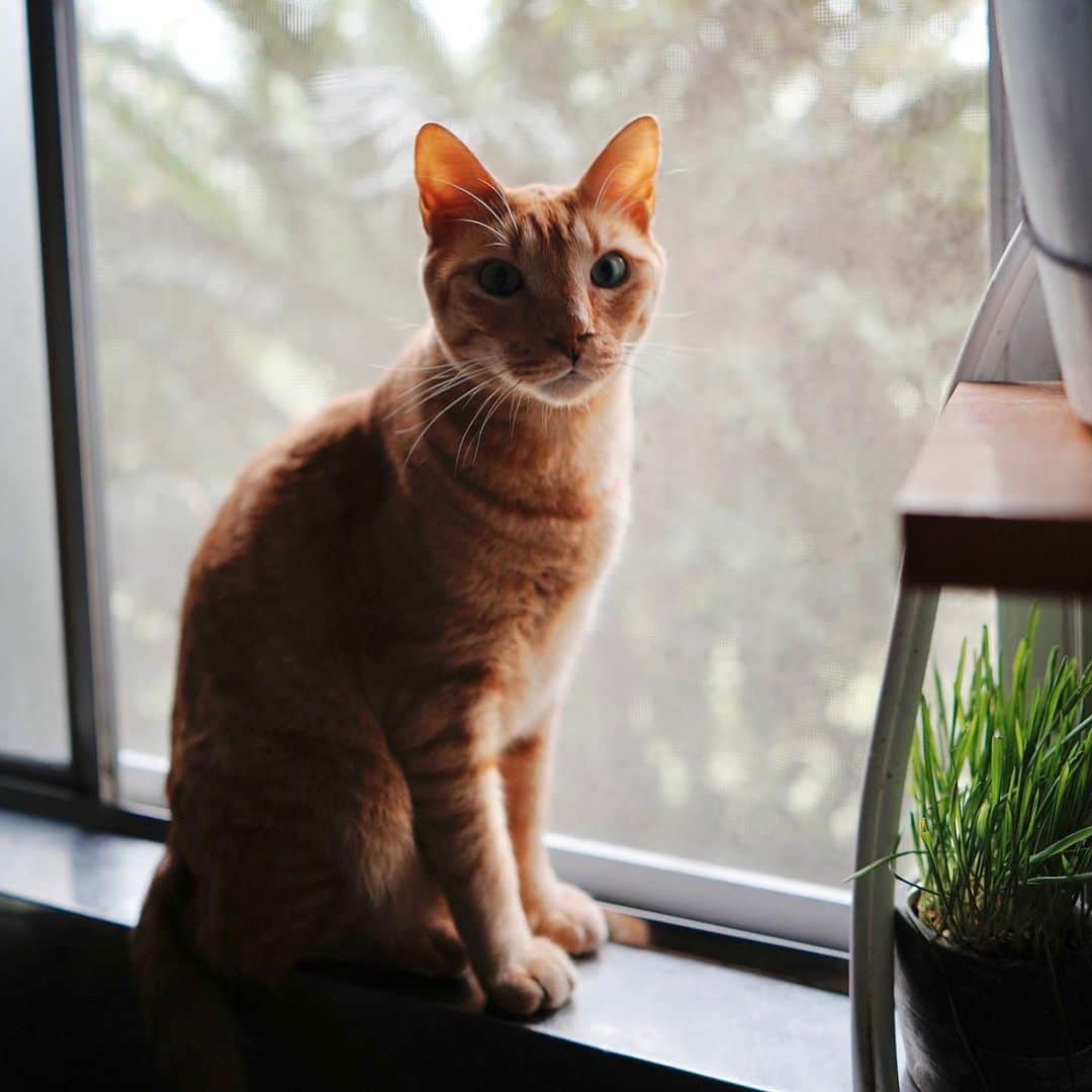 井手綾香さんのインスタグラム写真 - (井手綾香Instagram)「実家猫🐈🐈🐈 グレーのミミ、ムチムチのポン、オレンジのドビー🍊  📸by @kenji_agata ✨  #猫  #保護猫」9月2日 12時16分 - ide_ayaka_official