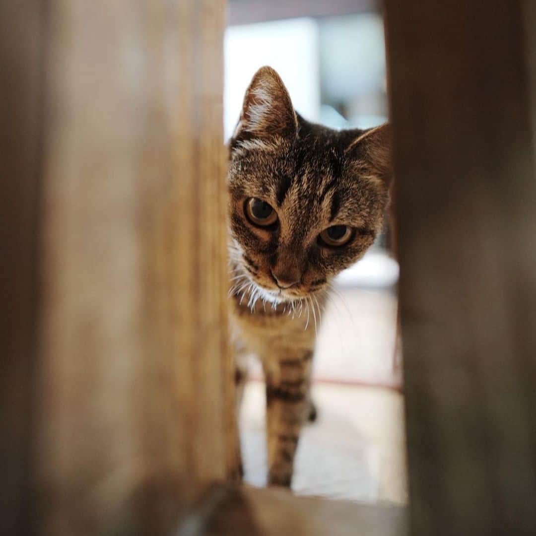 井手綾香さんのインスタグラム写真 - (井手綾香Instagram)「実家猫🐈🐈🐈 グレーのミミ、ムチムチのポン、オレンジのドビー🍊  📸by @kenji_agata ✨  #猫  #保護猫」9月2日 12時16分 - ide_ayaka_official