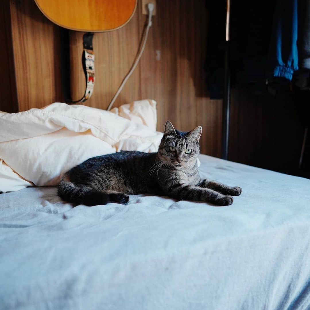のインスタグラム：「実家猫🐈🐈🐈 グレーのミミ、ムチムチのポン、オレンジのドビー🍊  📸by @kenji_agata ✨  #猫  #保護猫」