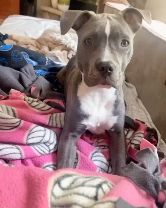 のインスタグラム：「🐶 LINK IN BIO - Get All these Dog Products for 50% OFF ❤️ Sale Ends Soon ⏳ ✨Press link in @pitbullsfans__ Bio to Shop ✨ ⭐️ SAVE 50% Off Limited Time Only! @pitbullsfans__  🌍 Worldwide Shipping - Credit: tiktok prettygirlmeira  All the videos, songs, images and graphics belong to their respective owners and this account doed not claim any right over them.」