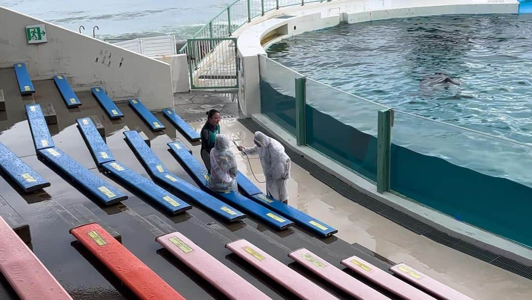 松浦志穂のインスタグラム：「一生の思い出。 鴨川シーワールドのシャチのララちゃんのテールバースト🌊を3回も独り占めさせてもらった。水圧凄過ぎて見たくても目を開けれない。こんなゆっくり寄ってきてくれるから何も身構えてなかったとこに急に始まる。 幸せでしたっ、、！！！  #鴨川シーワールド #bayfm」