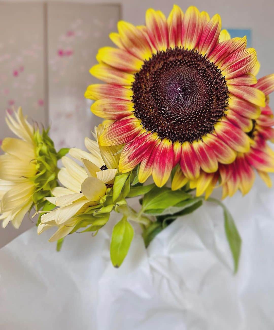 澤田友美のインスタグラム：「🌻✨朝活していつもの花屋さんに寄り道したら、こんな綺麗なひまわりに出逢えましたーぁ💫😴🩷」