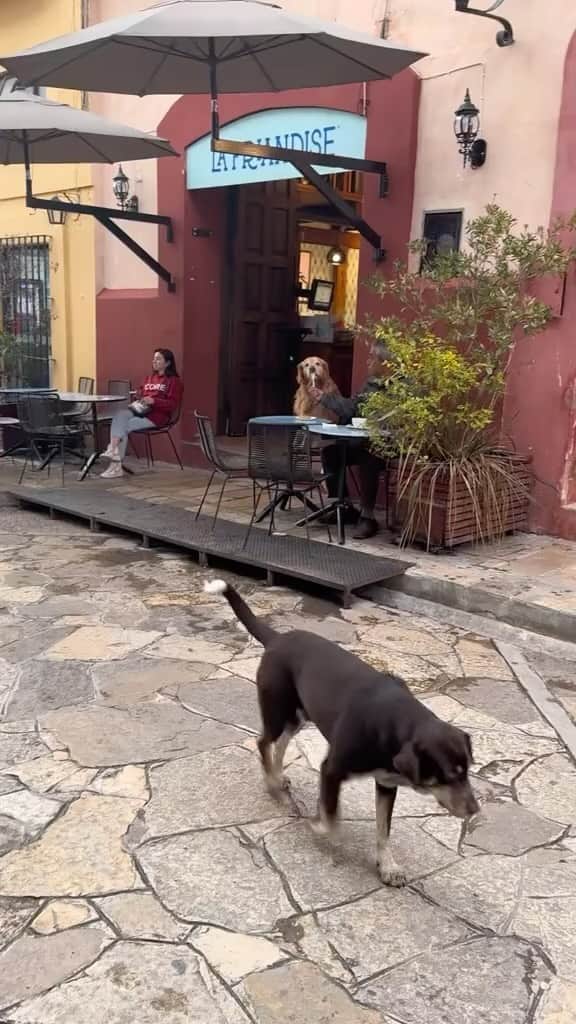 DogsOf Instagramのインスタグラム：「This is why we call them “Man’s Best Friend” 🥹 (Fetched with permission from @noreturnflights on TT) 💛  . . . . #mansbestfriend #dogsofinstagram #sweetdogs #wholesomememes #sweetmoments #dogsbestfriend」
