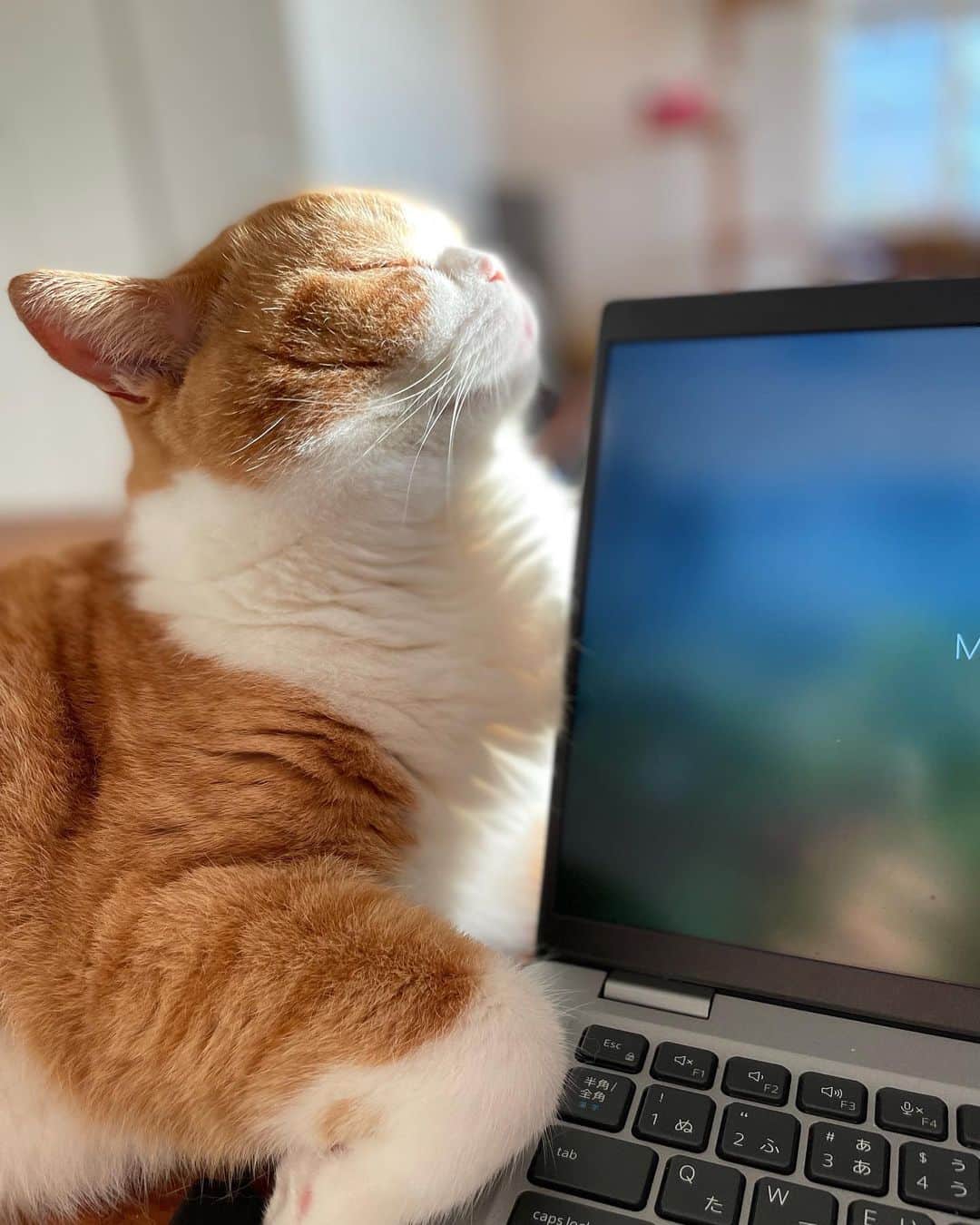 Nico & Tabu with MAYUMI KATOさんのインスタグラム写真 - (Nico & Tabu with MAYUMI KATOInstagram)「こんにちは久々のうっこです😊  多忙につきなかなか投稿できてないですがみんな元気ですー  万年時差ぼけで今朝5:00ごろおもむろにパソコンを開くとうっこがやってきてからまれました😂 朝日を浴びるうっこかわいい🌞  #britishshorthair #bsh #igcats  #cat #catstagram #catsofworld #bluecats#catsofinstagram #cats_of_instagram  #world_kawaii_cat #instagramcat #cute #catlover #ブリティッシュショートヘア #ブリショー #ねこ部 #ペコねこ部 #にゃんすたぐらむ #猫とインテリア #ブリ商会 #多頭飼い #ペトコト取材班 #ねこライフ #ねこスタグラム #猫のいる生活  #もふもふ #まんまる猫 #茶白猫 #お父さんは市松」9月2日 13時46分 - mayuekkip