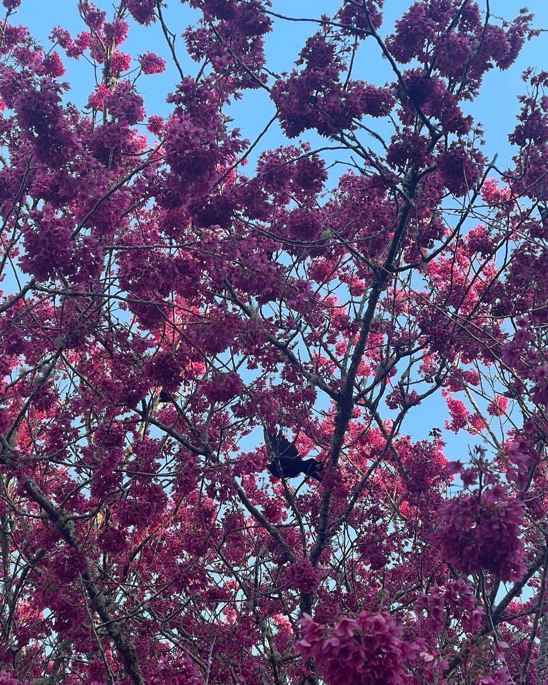 中島早貴のインスタグラム：「9月になりましたねぇ〜  びっくりする事に ニュージーランドに来てから1年が経とうとしてます。 本当に時間が過ぎるのが早い😳  ニュージーランドは 桜が咲き始め春の訪れを感じています🌸ワクワクする季節到来！  Hello September ♡  I can not believe that it’s been almost a year since I came to New Zealand 🇳🇿  Time went by so fast!!!!  In New Zealand Cherry blossoms are starting to bloom and I can feel the arrival of spring 🌸. Super excited!!!!  #語学留学生 #NewZealand #NZ #アウトプット日記」
