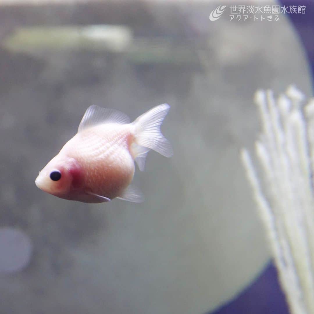 世界淡水魚園水族館 アクア・トト ぎふのインスタグラム：「新しいテーマ水槽『白玉およぐ　水中の十五夜』が、今日からスタートしました🎑  お月見団子のような魚たちが泳ぐ水槽を、お楽しみください。  【期間】2023年9月2日（土）～10月2日（月）  #アクアトト #水族館 #aquarium #秋 #月見 #夕涼み #十五夜 #中秋の名月  #オアシスパーク #河川環境楽園」