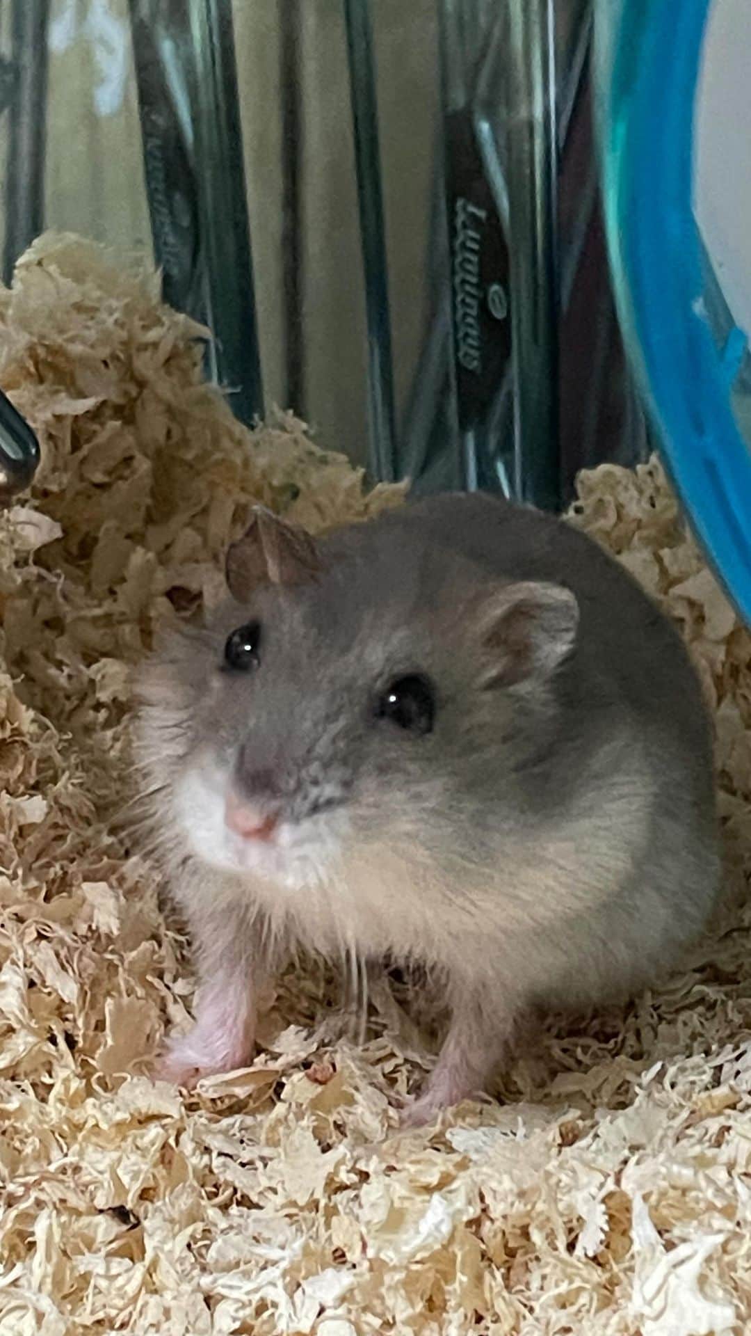 のインスタグラム：「おばあちゃんハムのチョロ、天国へ旅立った🐹 医者に連れて行って頬袋に腫瘍ができてる事がわかって、ここ何週間かは毎日クスリ与えてました　 元気に動けていたから、必ず完治させたる！と思っていたけど 最後の日はちょっとグッタリしていて うーん、もしかしたら？ ・・・と予感はありました  ビビりな子だっけどホント可愛かった 2年と数ヶ月、天寿を全うしたと思います さみしいなぁ🥵  先週たまたま撮れたあくびシーン🎬」