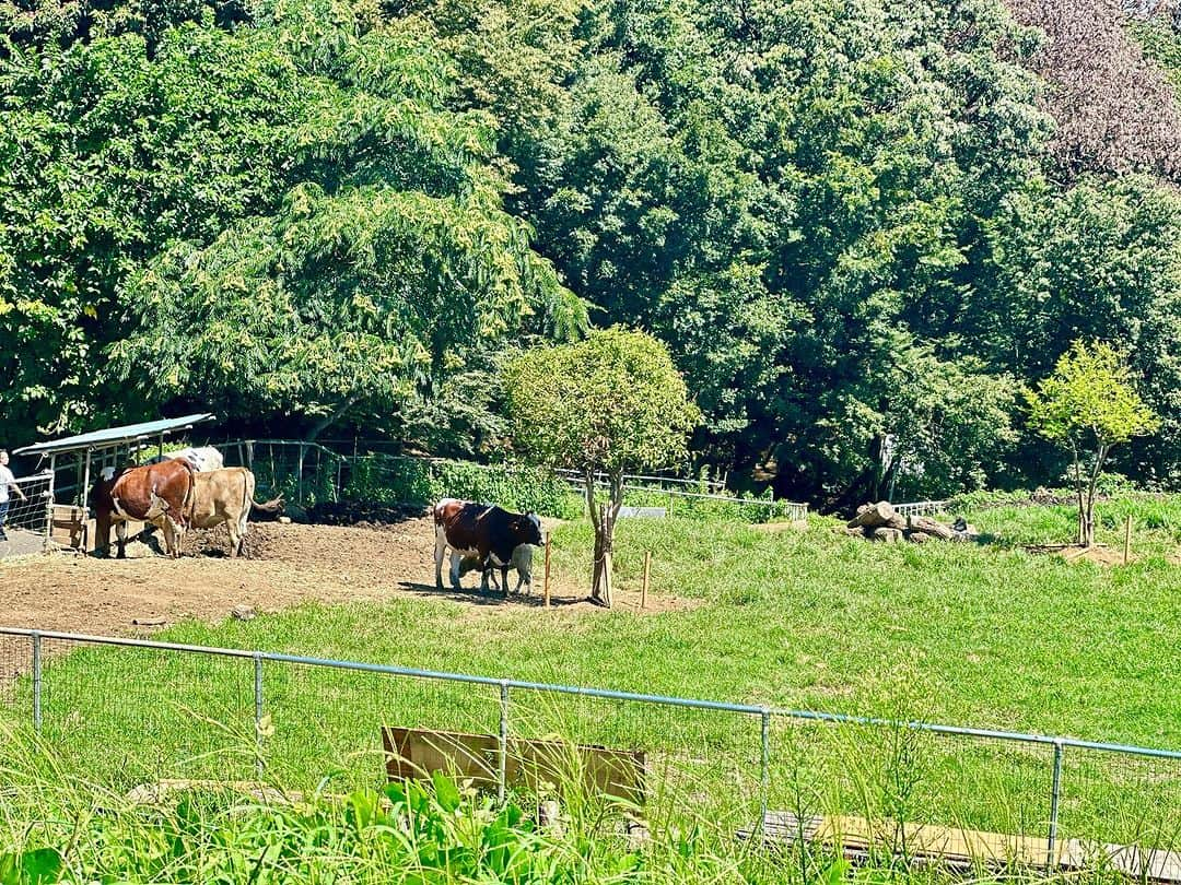 笠原美香さんのインスタグラム写真 - (笠原美香Instagram)「🐄 カフェがある丘から下を覗くと 牛さんおりました❤️ いちごみるくを買って原っぱで日向ぼっこ☀️  磯沼ファームってとこで昔から牛さんがいて ここを通ると牛さんの匂いがして よく車の窓をしめていたなぁ笑 と懐かしさもありつつ... とってておしゃれな場所に生まれ変わっていて びっくり🫢 里帰り中何回から来たいなあ🫶  #八王子スポット#八王子グルメ #八王子カフェ #カフェ巡り #toyofarmvillage #東京だけど田舎 #東京にある牧場 #磯沼ミルクファーム」9月2日 14時09分 - mika.k419