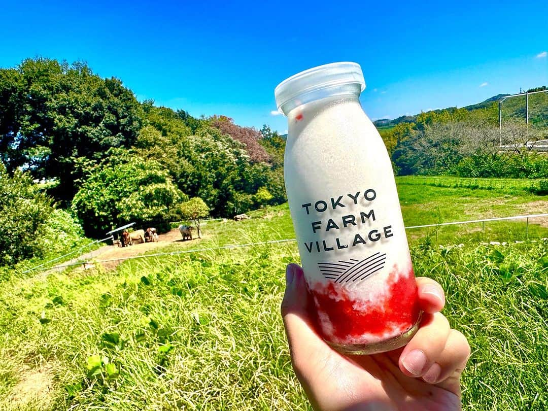 笠原美香のインスタグラム：「🐄 カフェがある丘から下を覗くと 牛さんおりました❤️ いちごみるくを買って原っぱで日向ぼっこ☀️  磯沼ファームってとこで昔から牛さんがいて ここを通ると牛さんの匂いがして よく車の窓をしめていたなぁ笑 と懐かしさもありつつ... とってておしゃれな場所に生まれ変わっていて びっくり🫢 里帰り中何回から来たいなあ🫶  #八王子スポット#八王子グルメ #八王子カフェ #カフェ巡り #toyofarmvillage #東京だけど田舎 #東京にある牧場 #磯沼ミルクファーム」