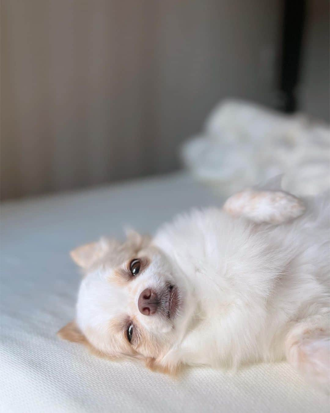 朝風れいさんのインスタグラム写真 - (朝風れいInstagram)「顔がwww  #くるみ #宝物 #チワワ #chihuahua #chihuahualove #犬 #dog #今日で　#6歳 #6歳8ヶ月 #クリスマス生まれ #チワワ部 #dogstagram #kuruminstagram #舌出ちゃってる👅 #気持ちよく寝てるから起こさないで ！！」9月2日 14時15分 - rei.wd