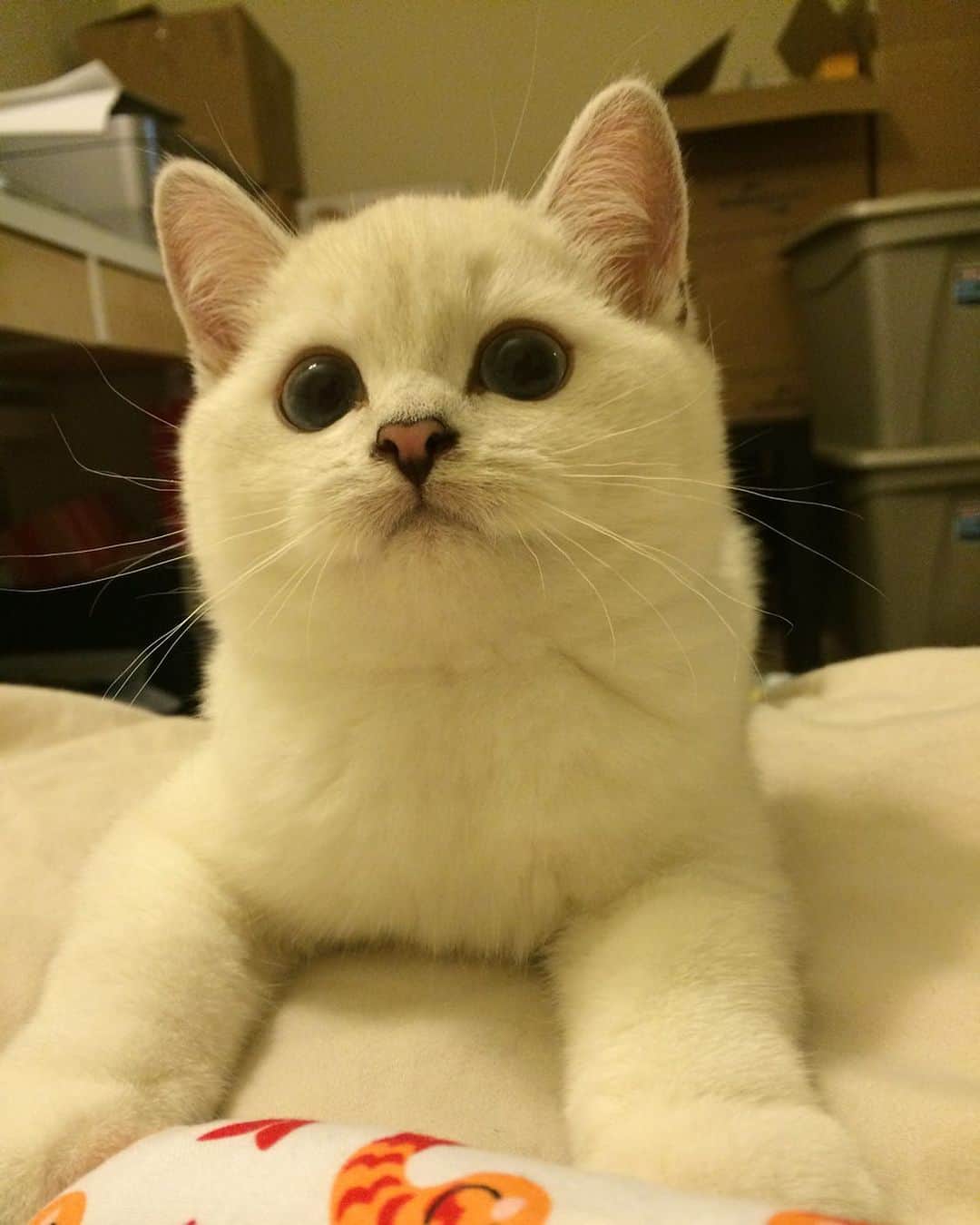 ミスター・ホワイトのインスタグラム：「Kitten Coffee Boy #kitten #meow」