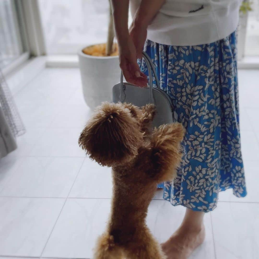 カオルコさんのインスタグラム写真 - (カオルコInstagram)「🩵🤍  ママ行かんといてー お仕事の時はすんなりお部屋に戻るけど、ちょっと仕事ではないかもって時は抱っこ抱っこって。 わかるのね。天才。  #tokyo #lifestyle #ケイくん #fashion @hermes  @blamink.official  #いぬのいる暮らし」9月2日 15時34分 - ka_ruk_