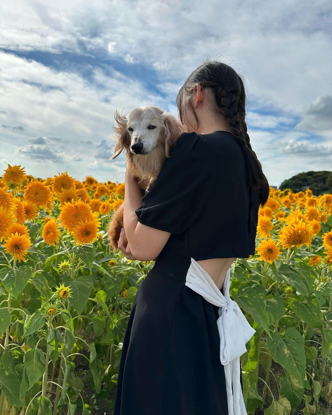 向日葵?のインスタグラム：「ゴッホの向日葵と向日葵とちーくん🌻 JK向日葵さんが1歳の時に初めて来てから何回目だろう😃 ＊ 19歳1ヶ月のちーくん♥️ ＊ #JK#向日葵#ひまわり #ミニチュアダックス#いぬぐみ📛 #pecoいぬ部#ハイシニア犬 #ハイシニアダックス#19歳犬#老犬ダックス #シニア犬#わんぱく部#todayswanko #ダックスの日常 #クーピーちゃん #Miniaturedachshund #ダックスフンド #ダックス大好き#犬のいる暮らし #老犬との暮らし」