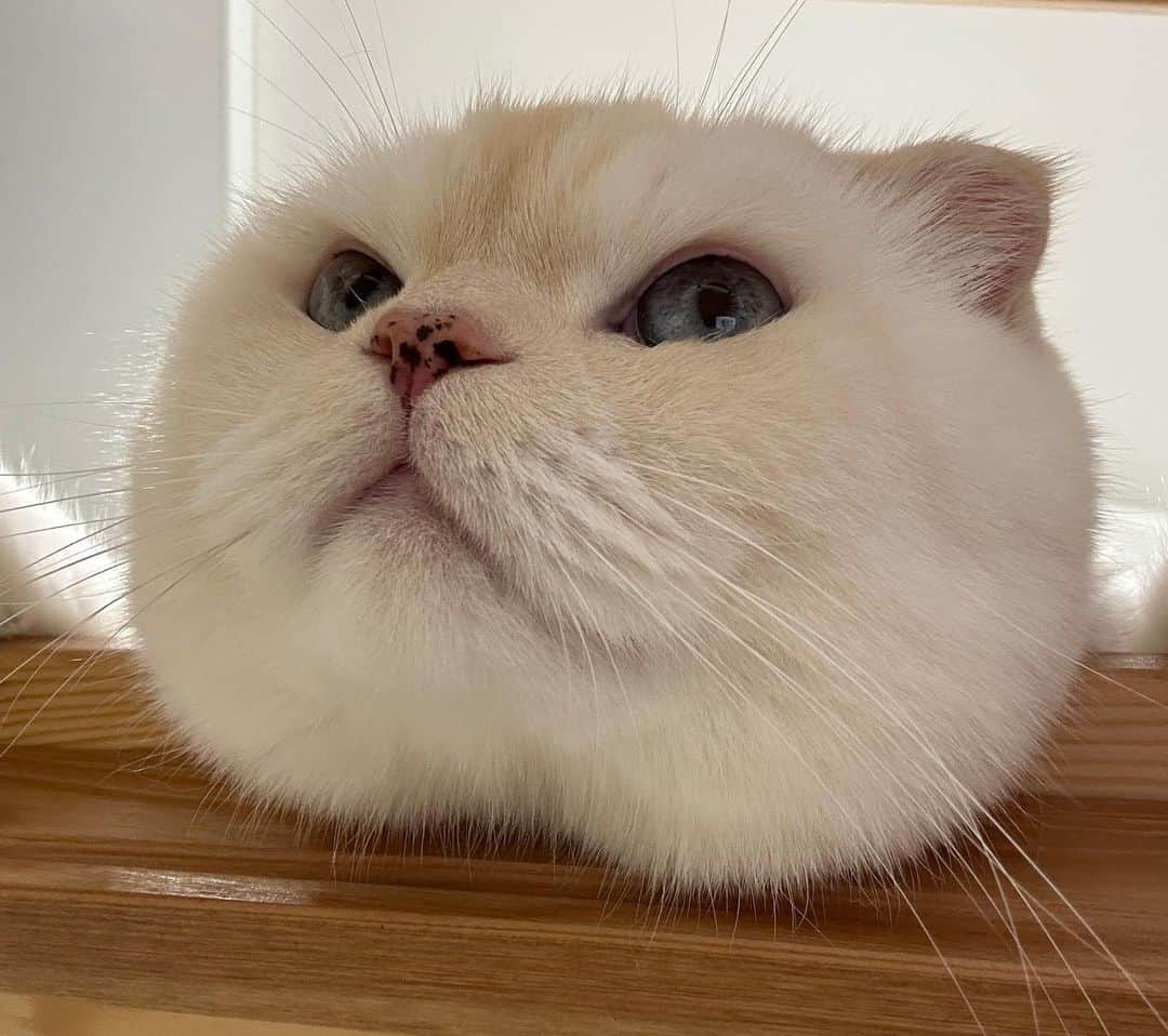 SoonMooのインスタグラム：「이거 완전 엉덩이탐정 아니야?🤔  #순무 #SoonMoo」